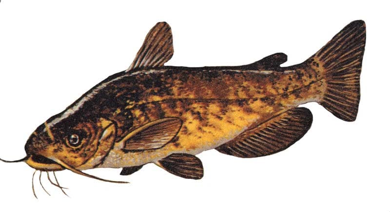 How to Catch Bullhead Catfish: The Complete Guide