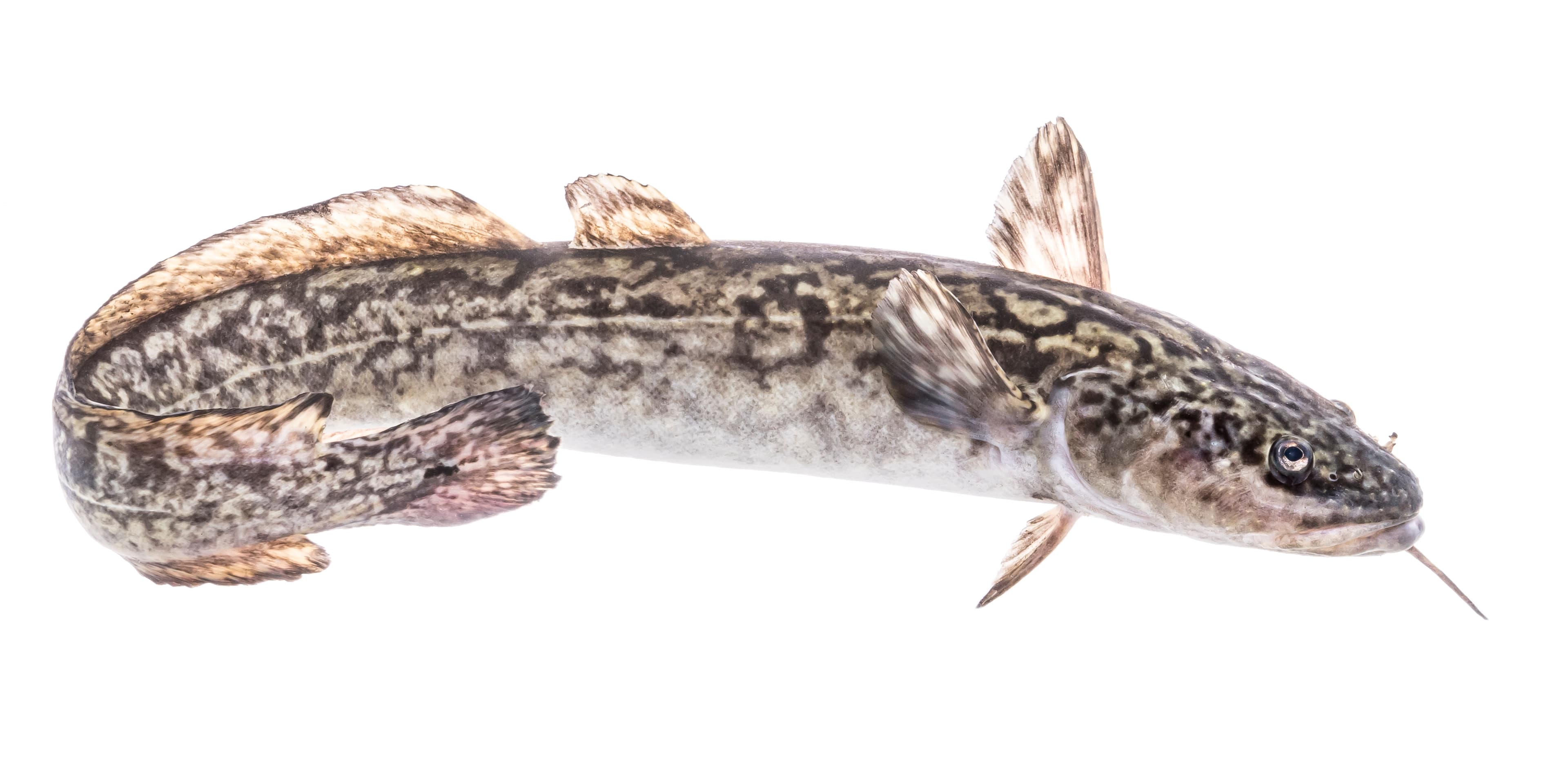 How to Catch Burbot: The Complete Guide