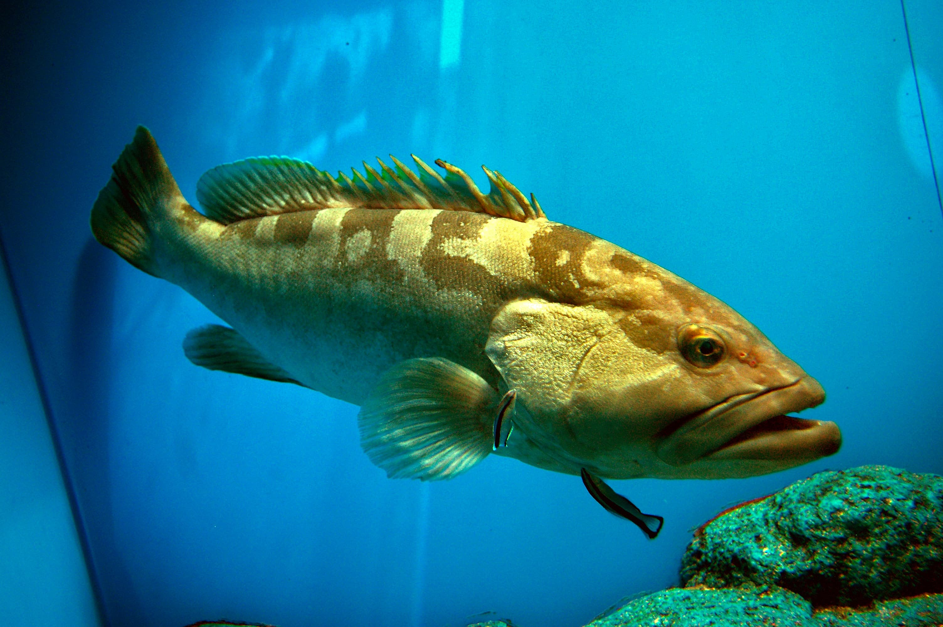 How to Catch Calico Bass (Kelp Bass): The Complete Guide