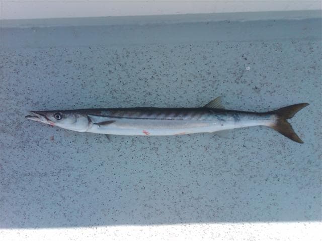 How to Catch California Barracuda: The Complete Angler's Guide