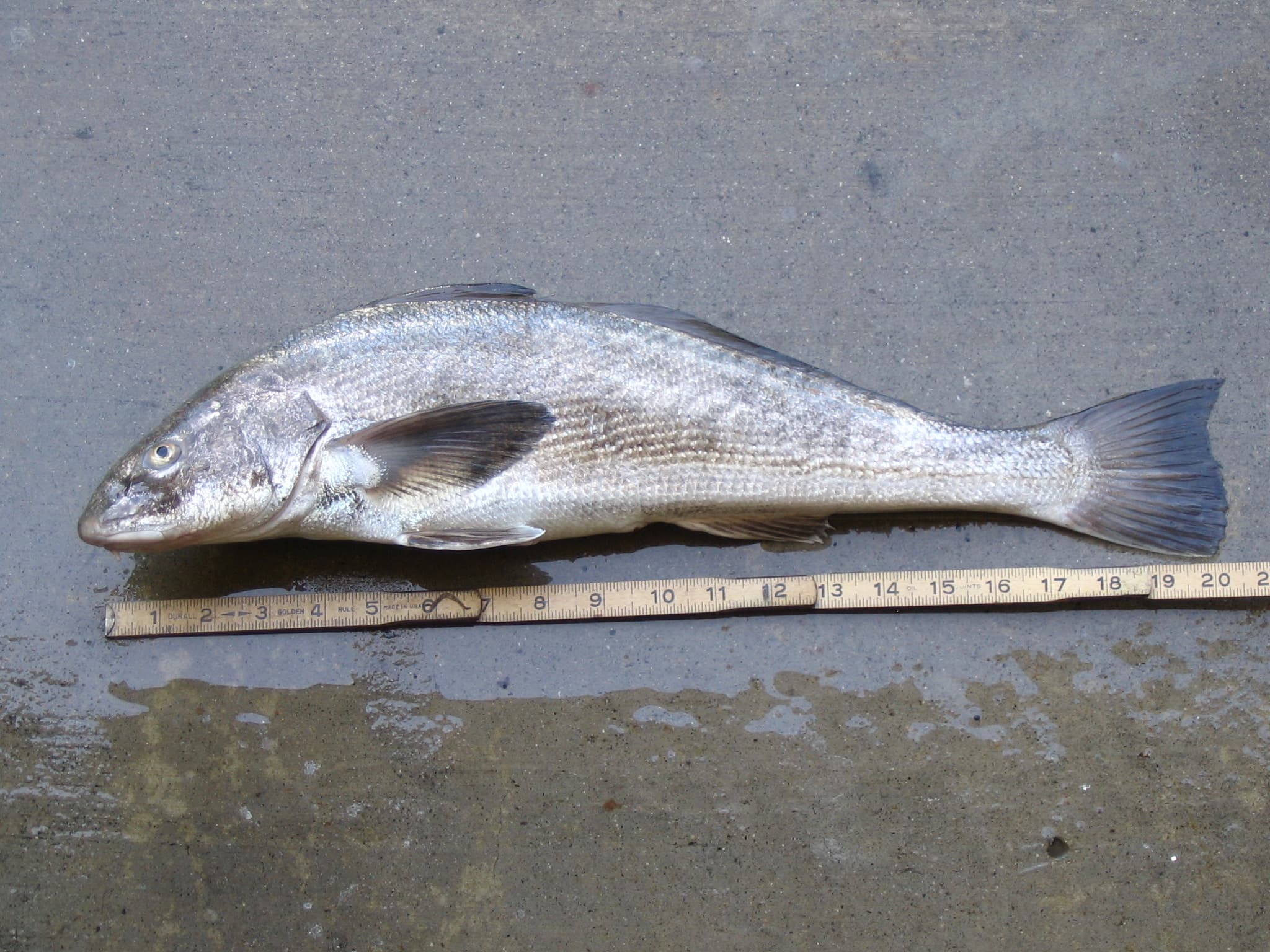 How to Catch California Corbina: The Complete Angler's Guide
