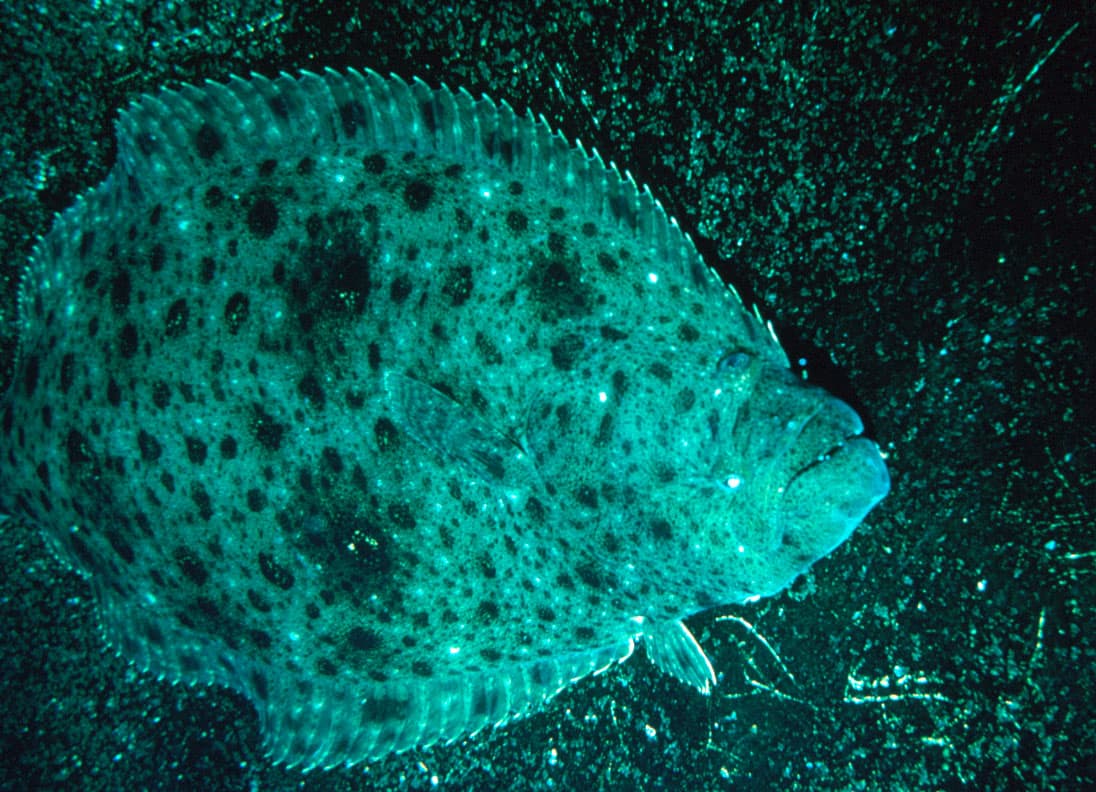 How to Catch California Halibut: The Complete Guide