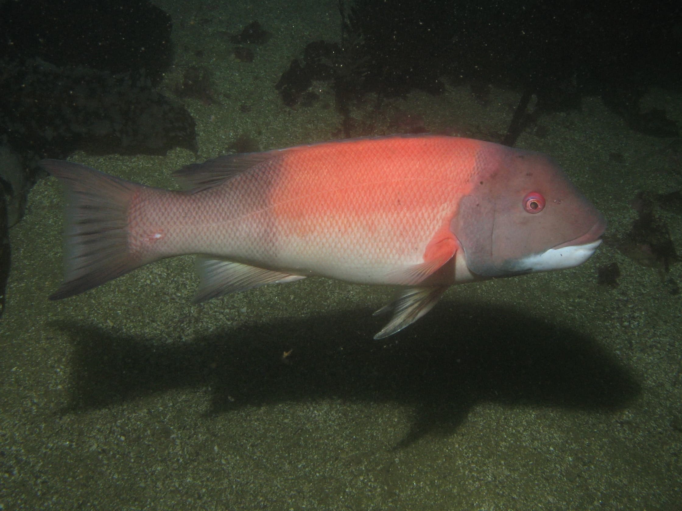 How to Catch California Sheephead: The Complete Angler's Guide