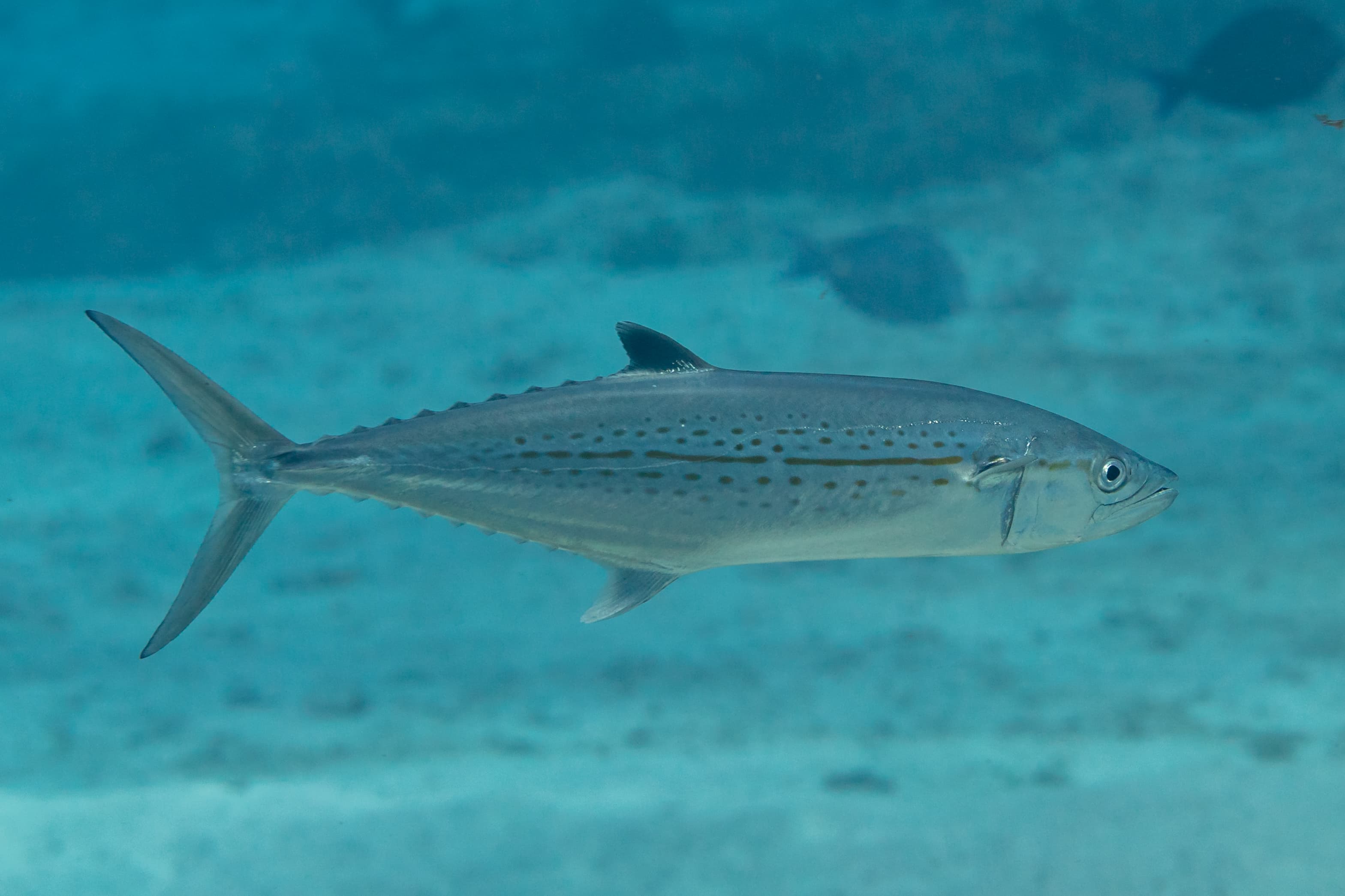How to Catch Cero Mackerel: Reef, Jig & Live-Bait Tactics