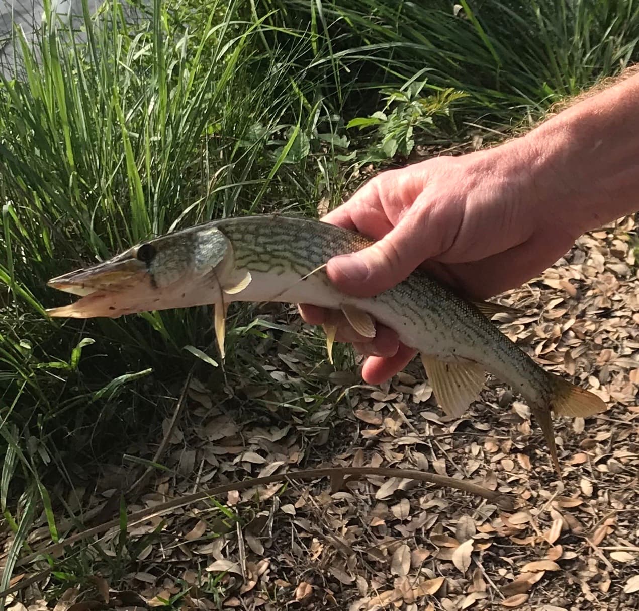 How to Catch Chain Pickerel: The Complete Guide