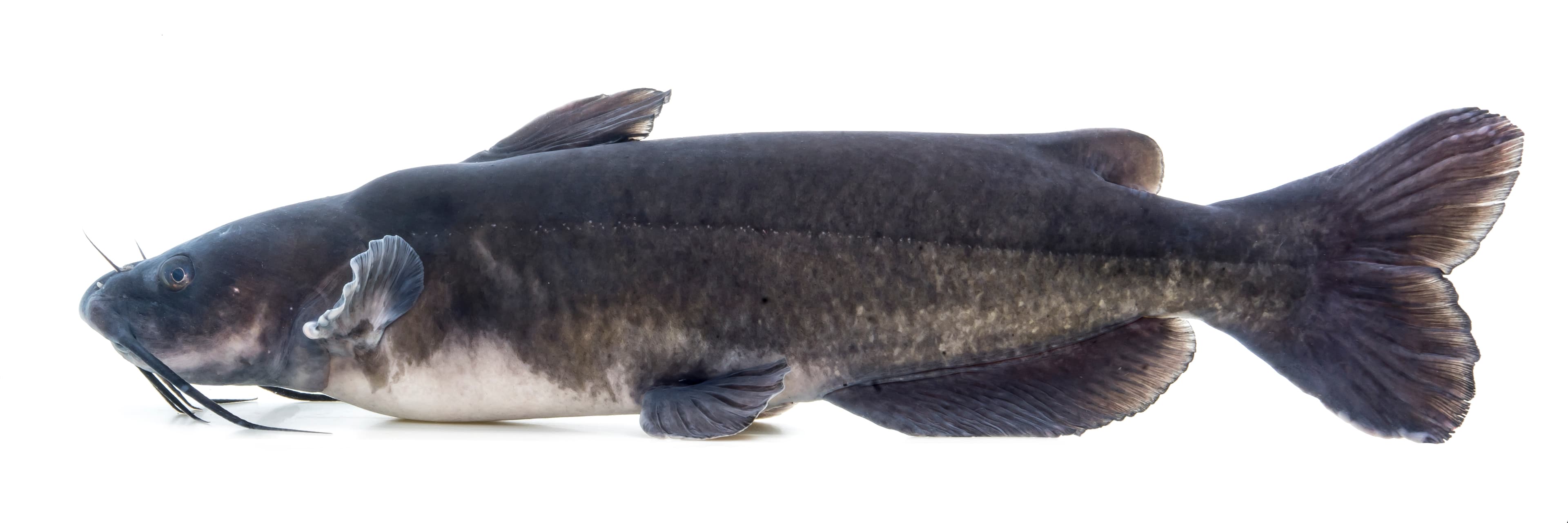 How to Catch Channel Catfish: Baits, Rigs, and Bottom-Fishing Tactics