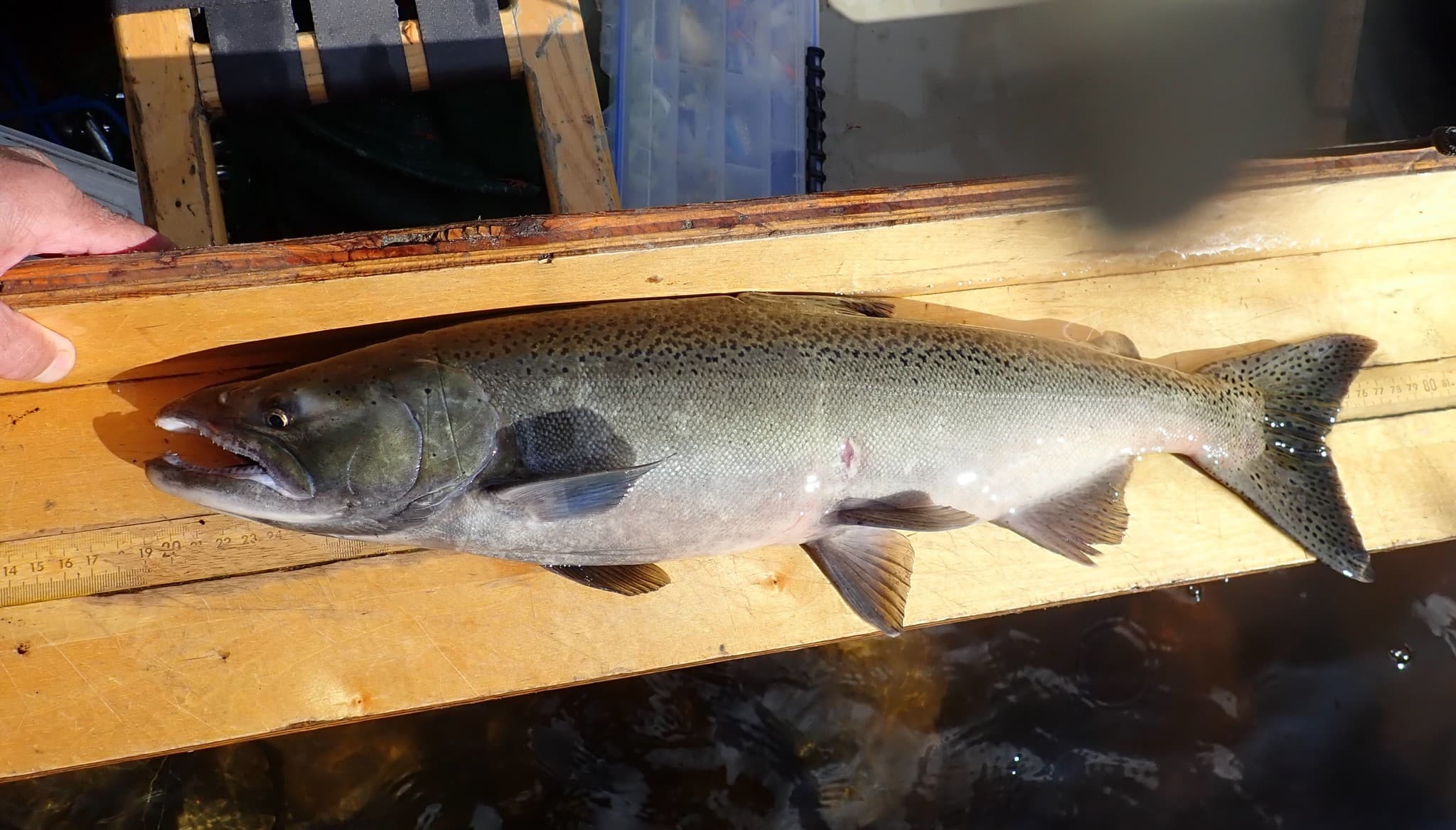 How to Catch Chinook Salmon: Trolling, Drift, and River Tactics for Kings
