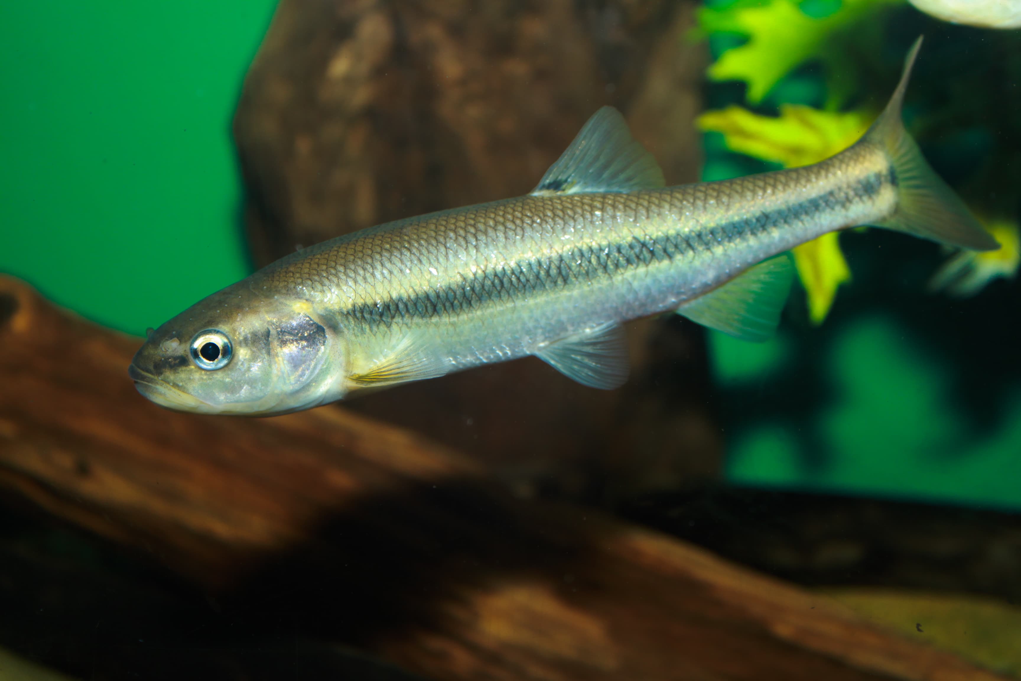 How to Catch Chub: The Complete Guide