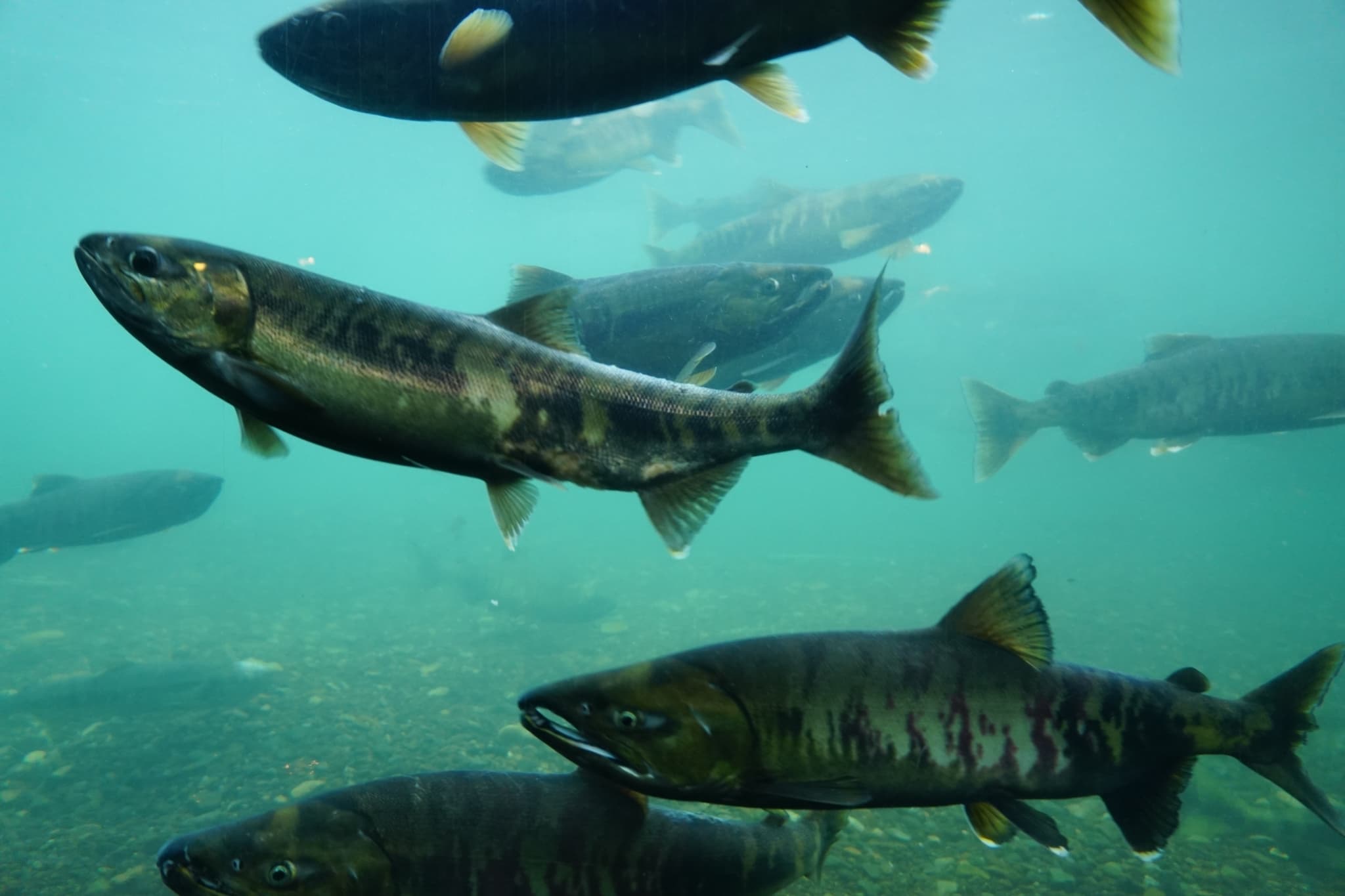 How to Catch Chum Salmon: The Complete Guide