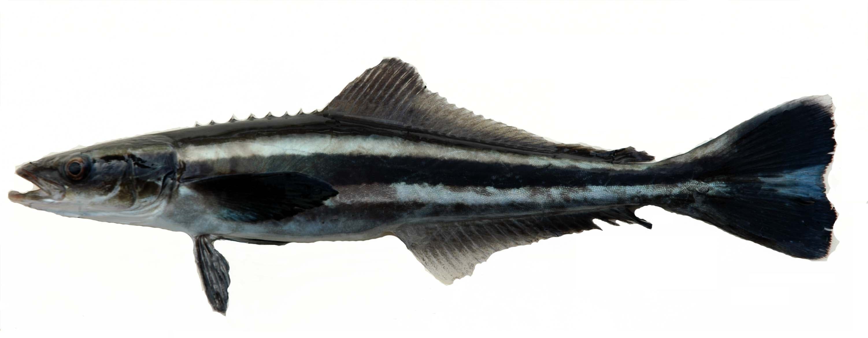 How to Catch Cobia: Sight-Fishing the Curious Brown Bruiser