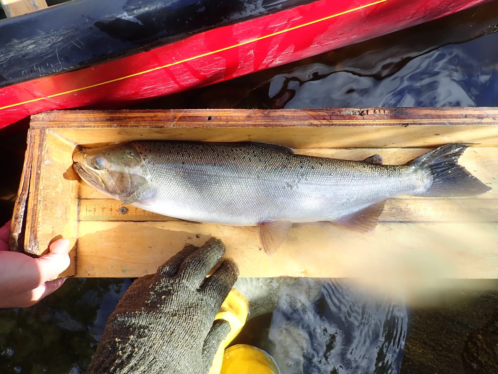 How to Catch Coho Salmon: Twitching Jigs, Spinners, and Silver Tactics