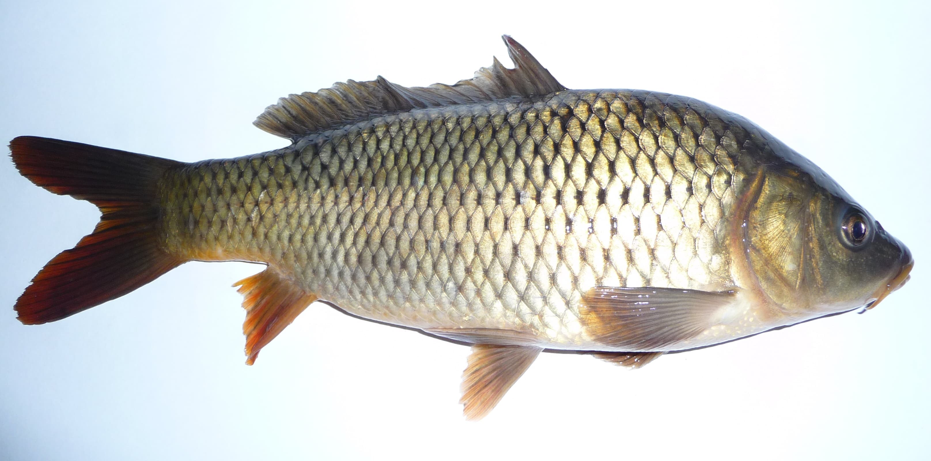 How to Catch Common Carp: Hair Rigs, Baits, and Big-Fish Tactics