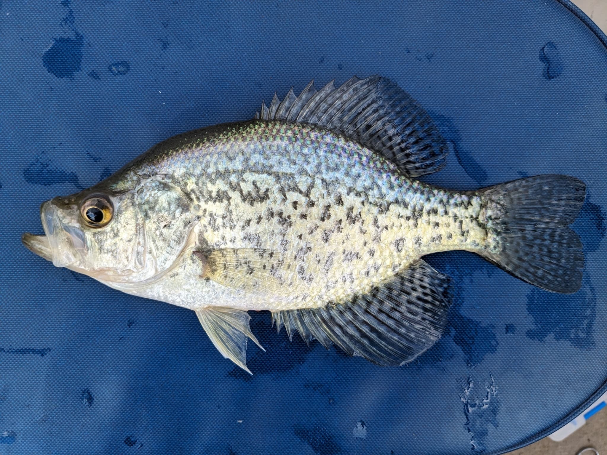 How to Catch Crappie: Jigs, Minnows, and the Slab Calendar