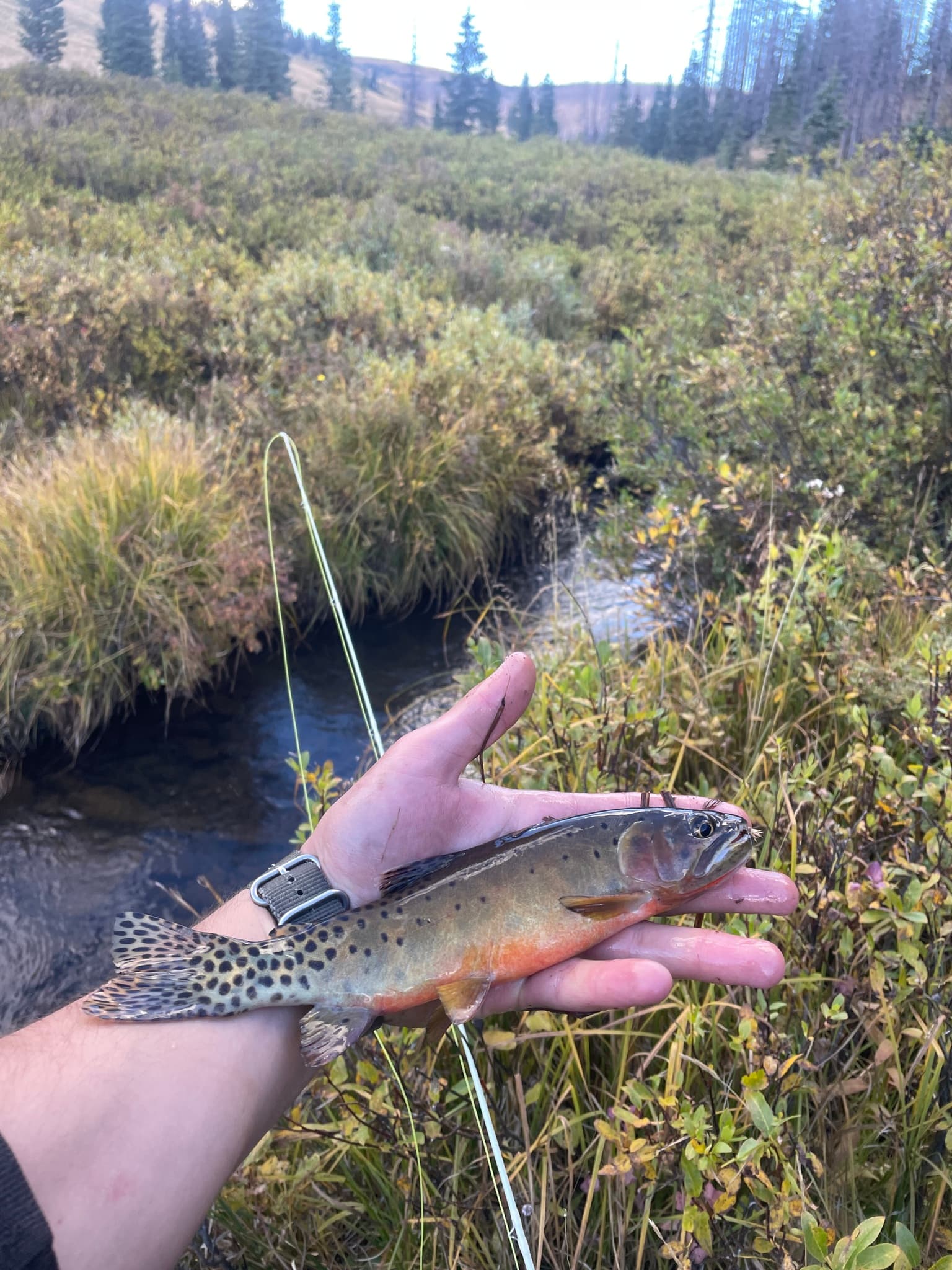 How to Catch Cutthroat Trout: Dry Flies, Spinners, and the Native Western Trout
