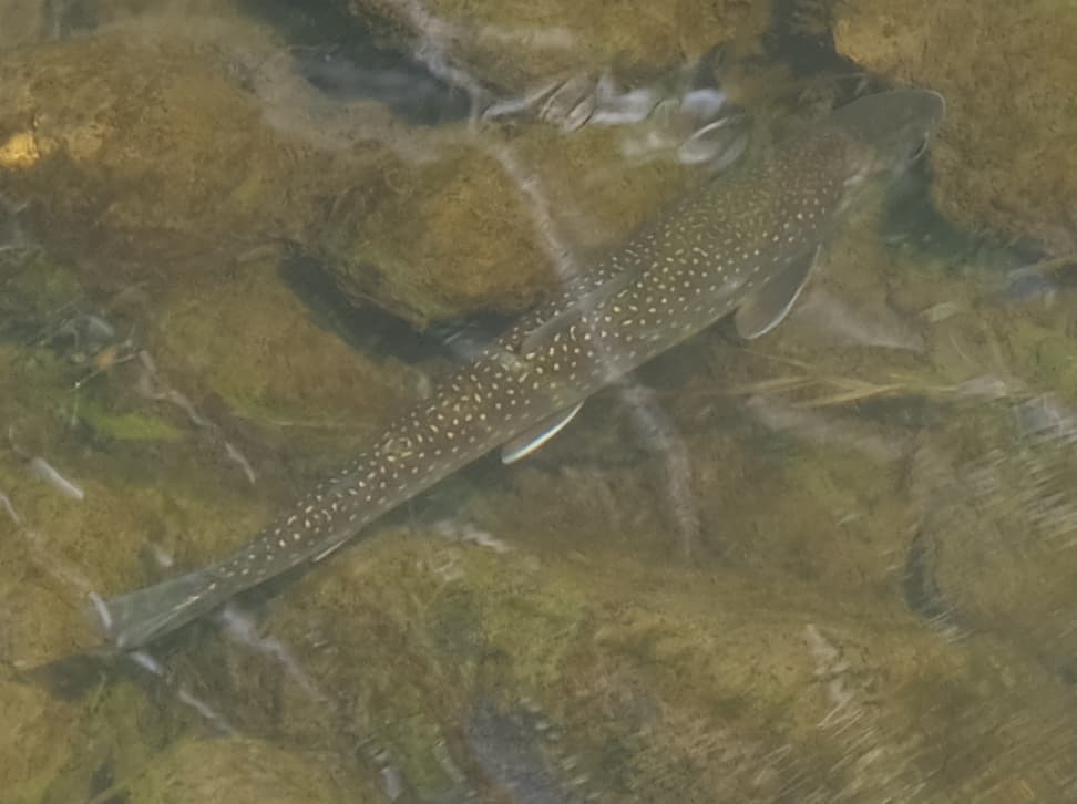 How to Catch Dolly Varden: The Complete Guide