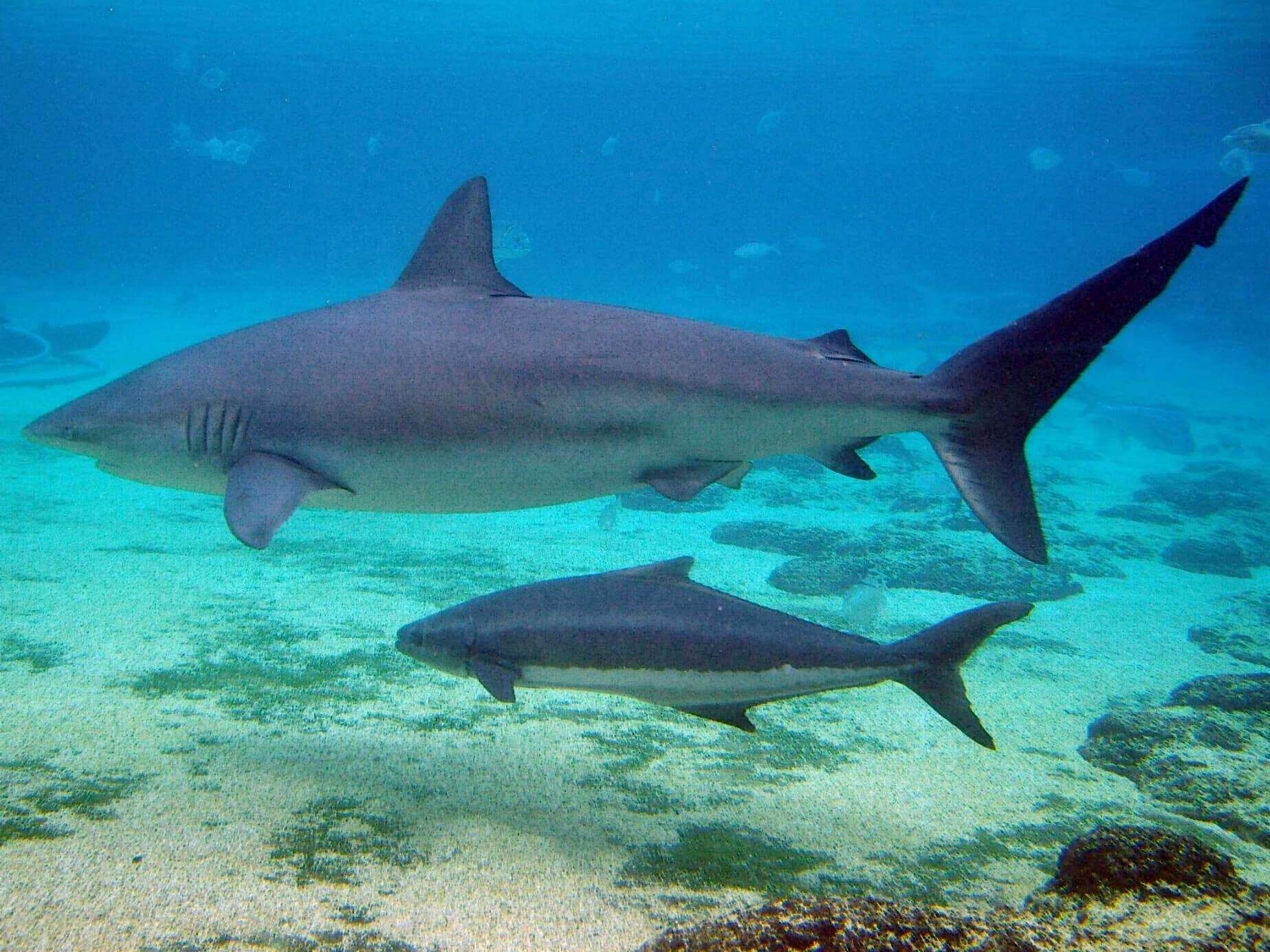 How to Catch Dusky Shark: The Complete Guide