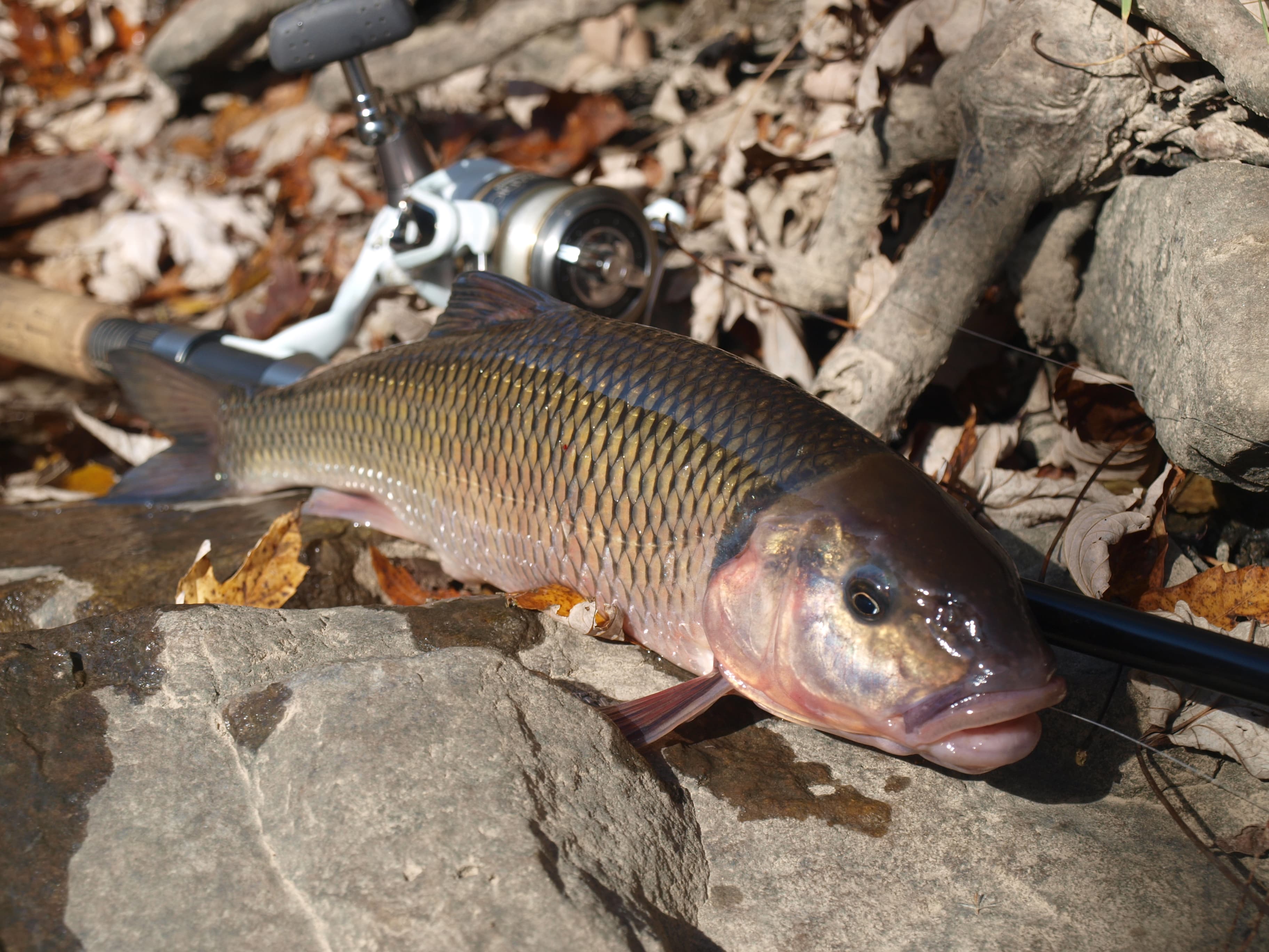 How to Catch Fallfish: The Complete Guide