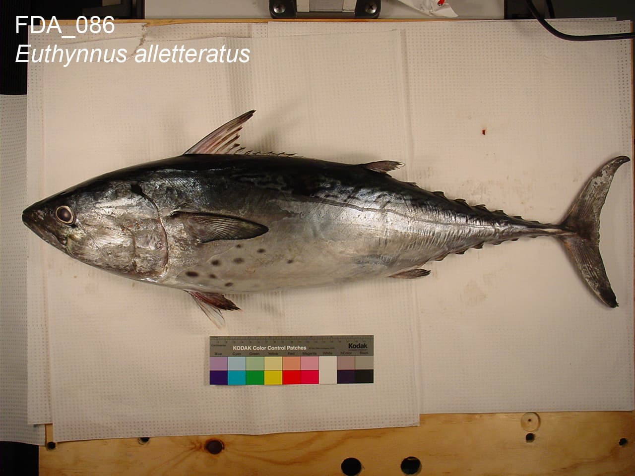 How to Catch False Albacore: The Complete Guide
