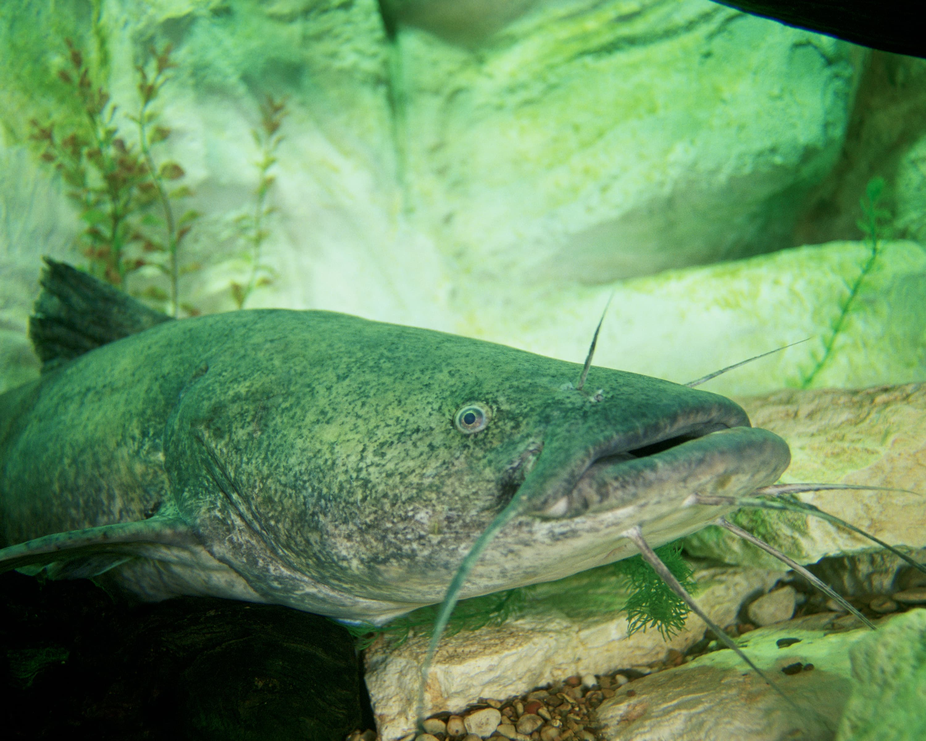 How to Catch Flathead Catfish: The Live-Bait Predator
