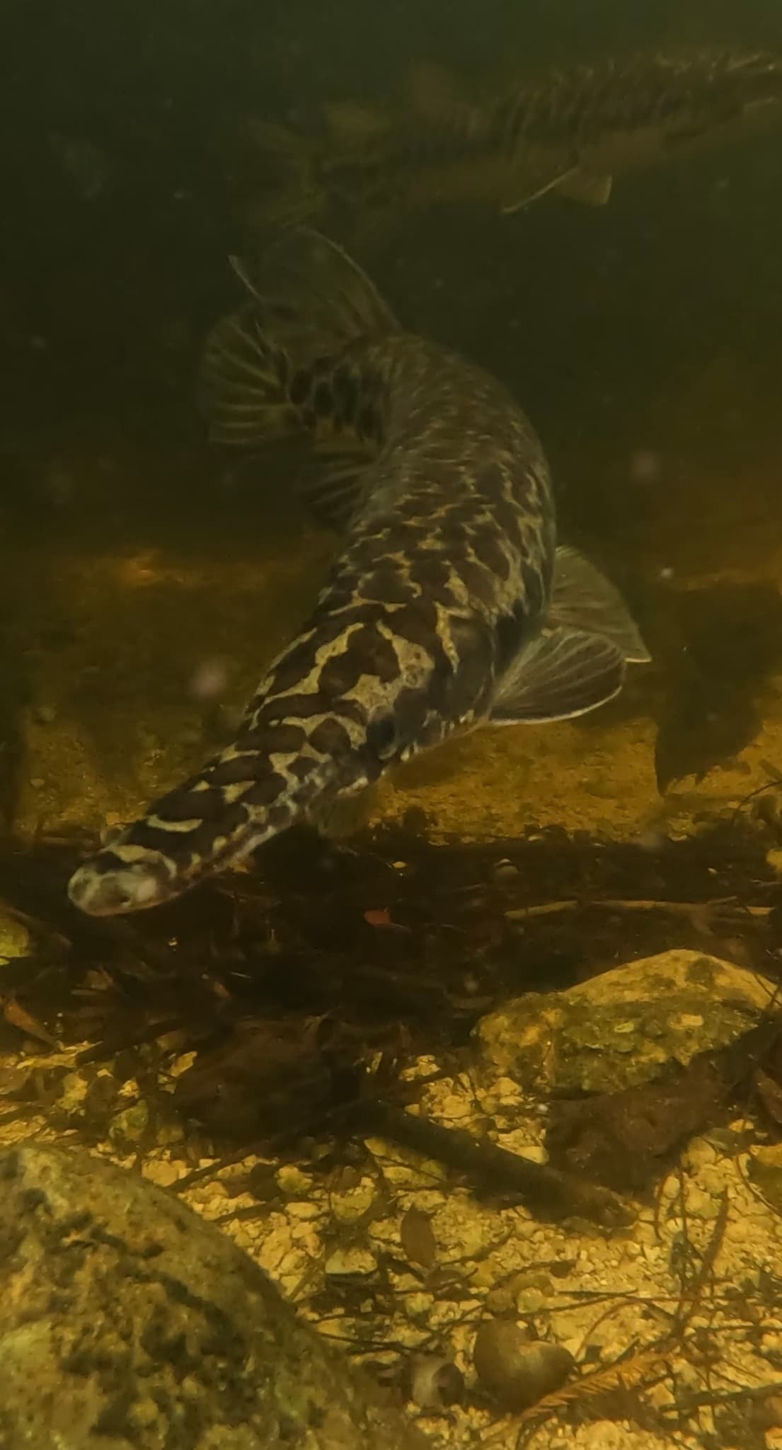 How to Catch Florida Gar: Rigs, Baits & Tactics