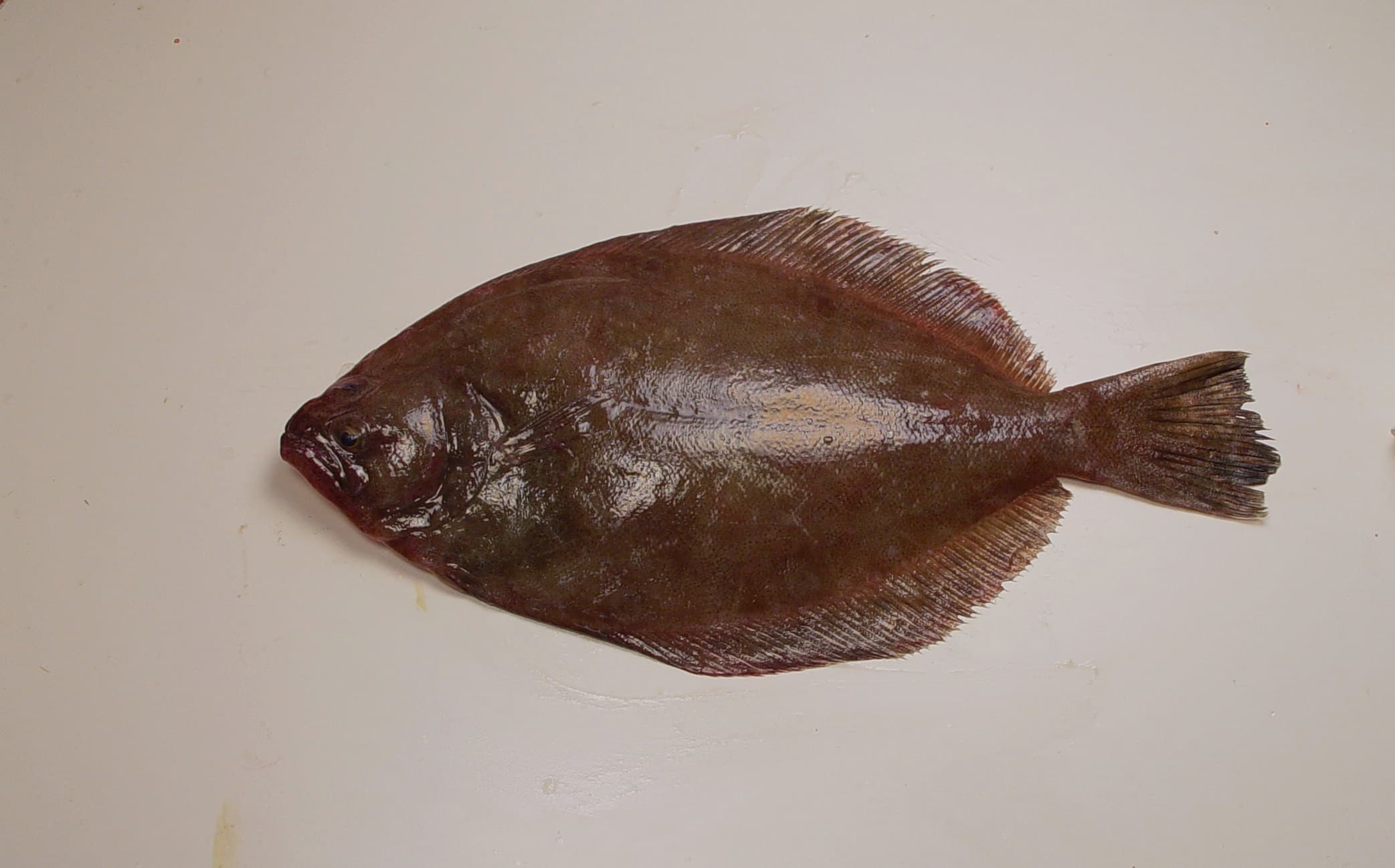 How to Catch Flounder: Bottom Tactics for the Flatfish Ambusher