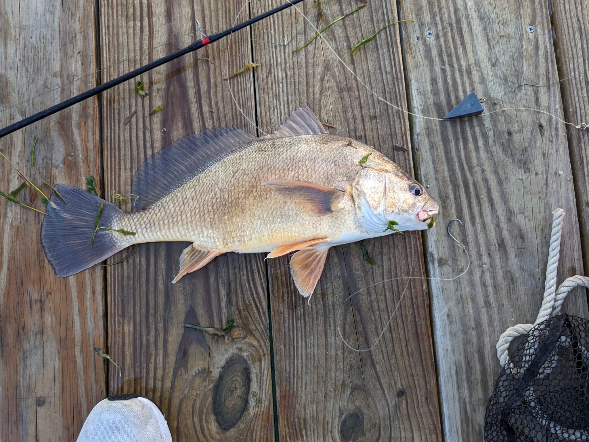 How to Catch Freshwater Drum: Rigs, Baits & Tactics