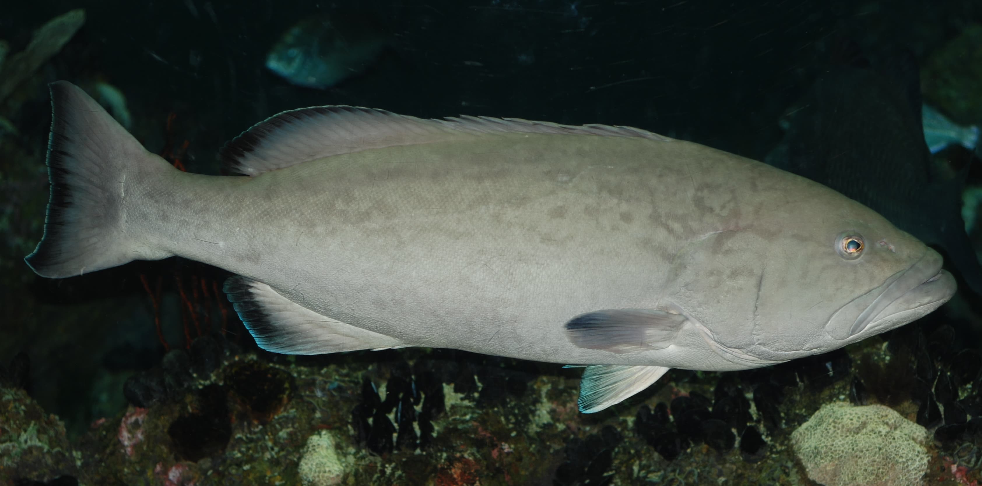 How to Catch Gag Grouper: The Complete Guide