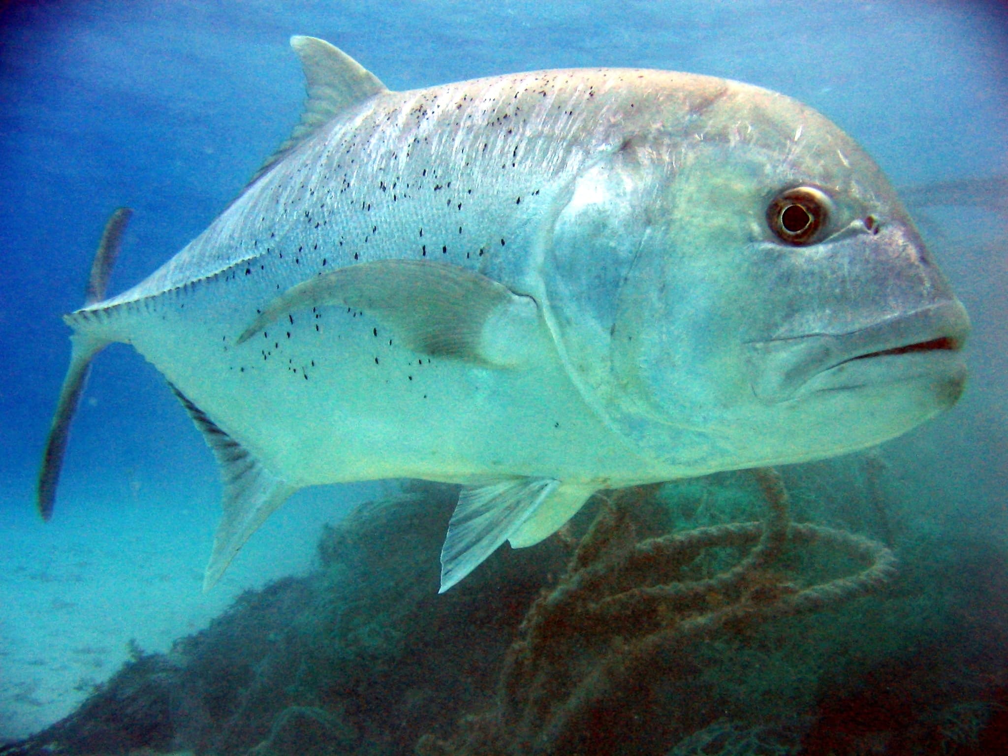 How to Catch Giant Trevally (GT): The Complete Guide