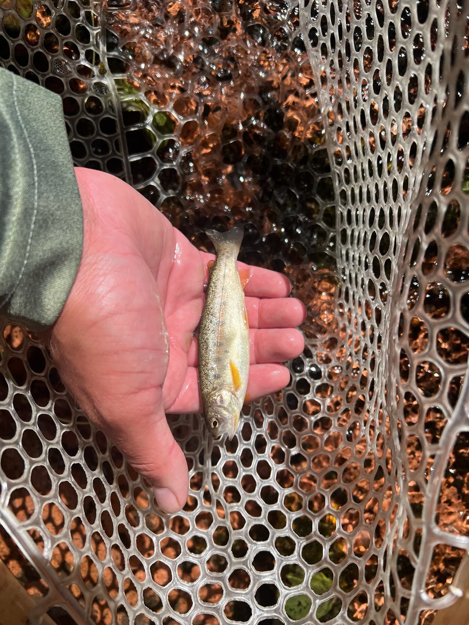 How to Catch Gila Trout: The Complete Guide