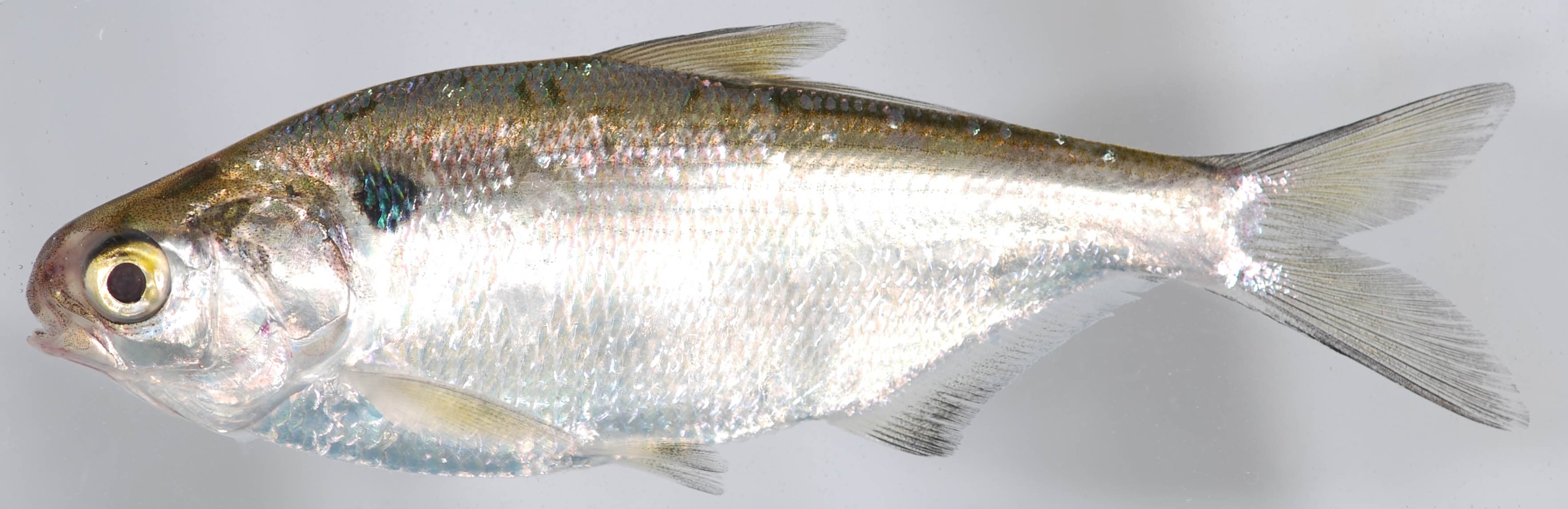 How to Catch Gizzard Shad (the Ultimate Catfish Bait)