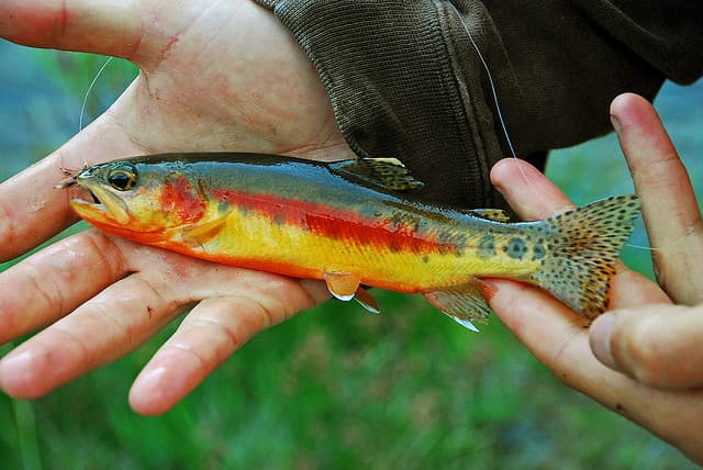 How to Catch Golden Trout: The Complete Guide