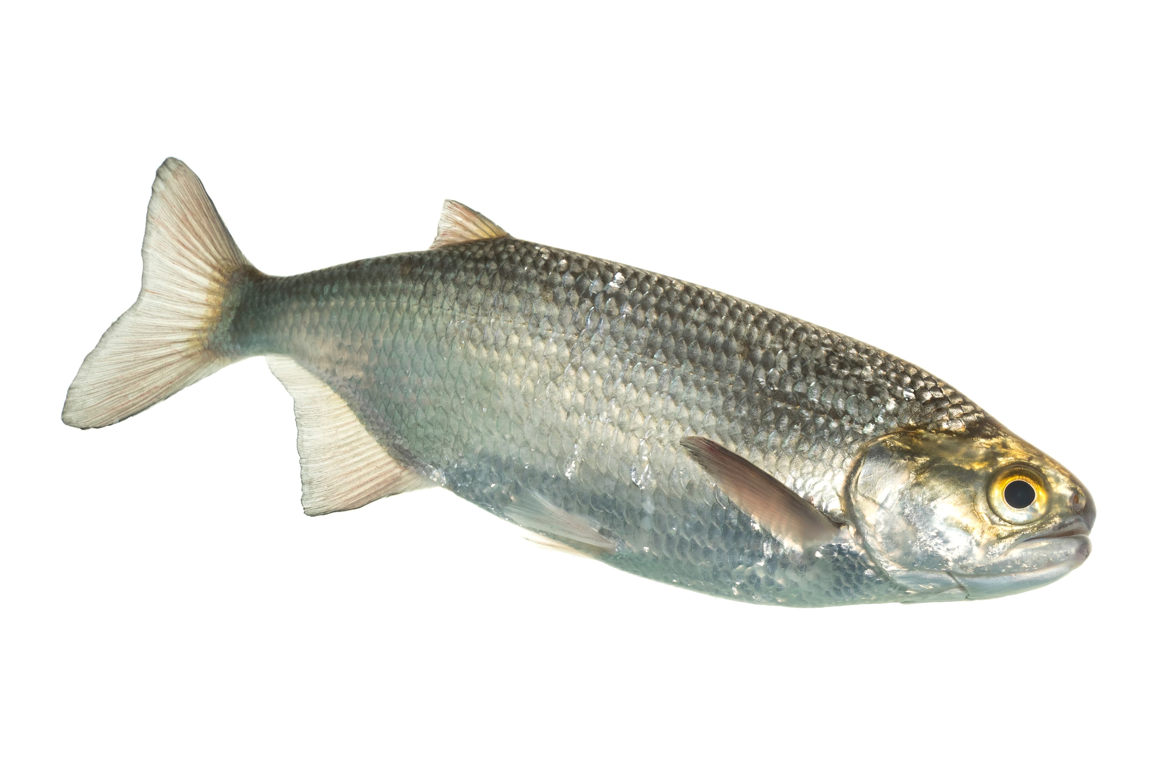 How to Catch Goldeye: The Complete Guide