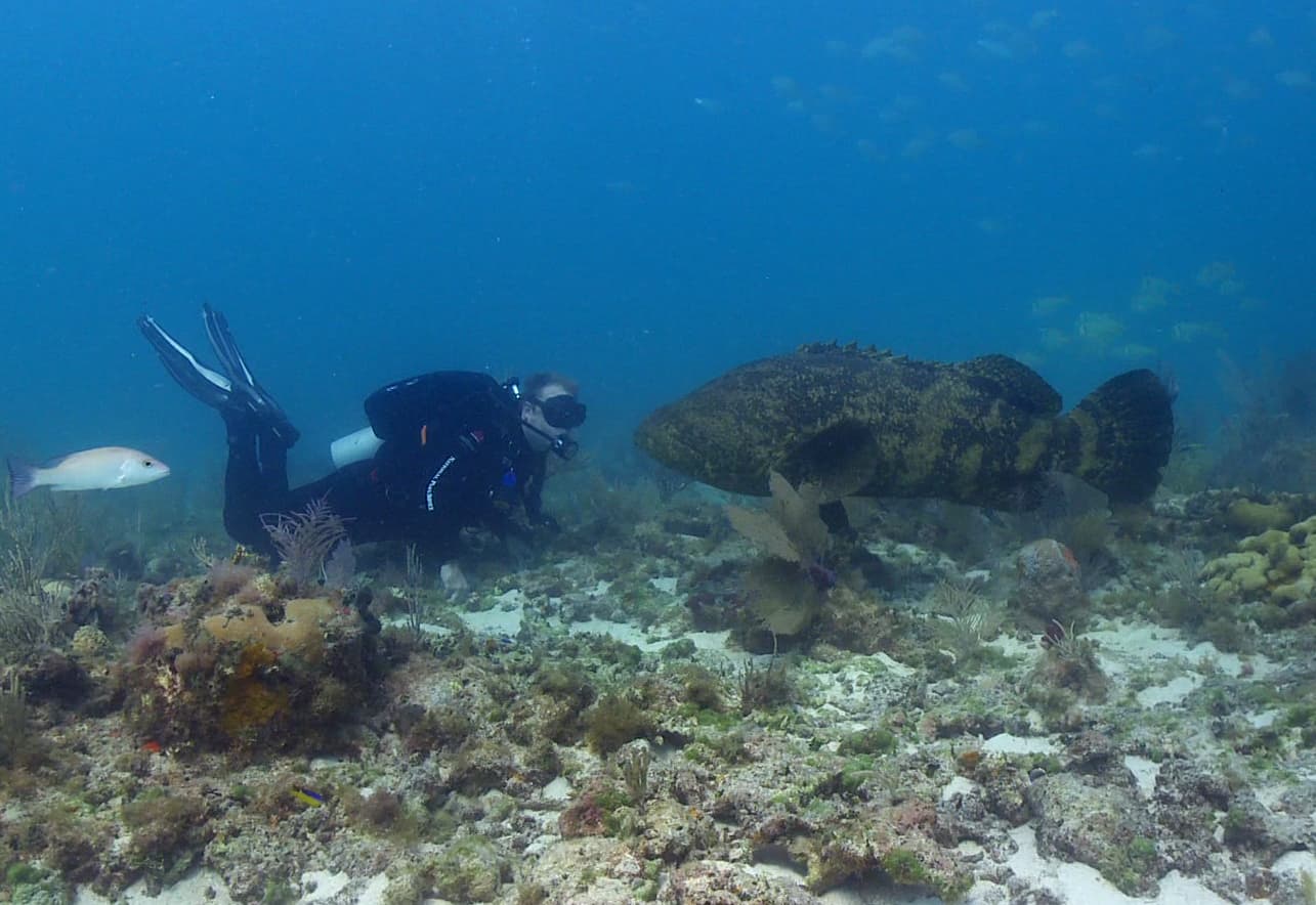 How to Catch Goliath Grouper: The Complete Guide