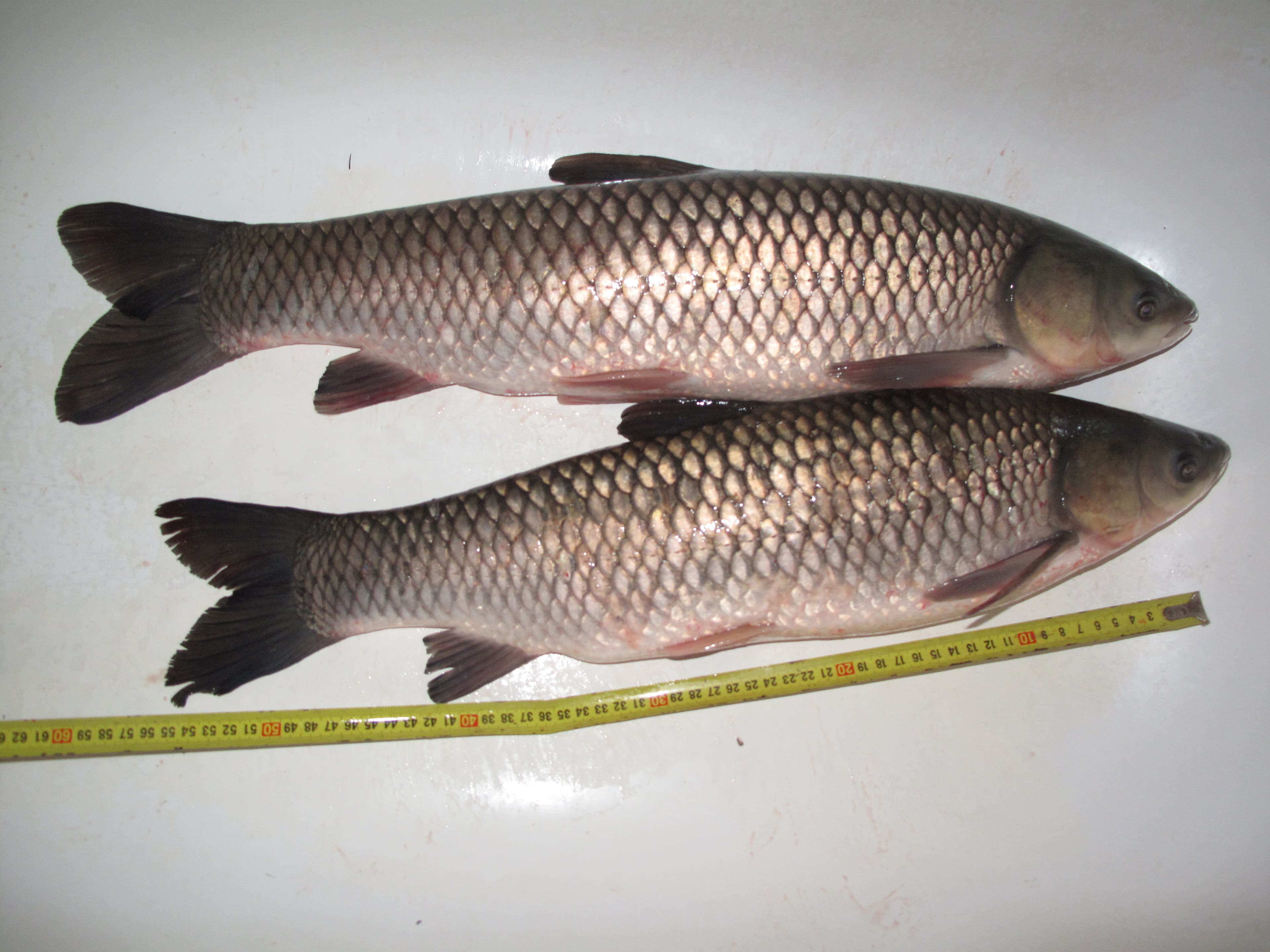 How to Catch Grass Carp: The Complete Guide