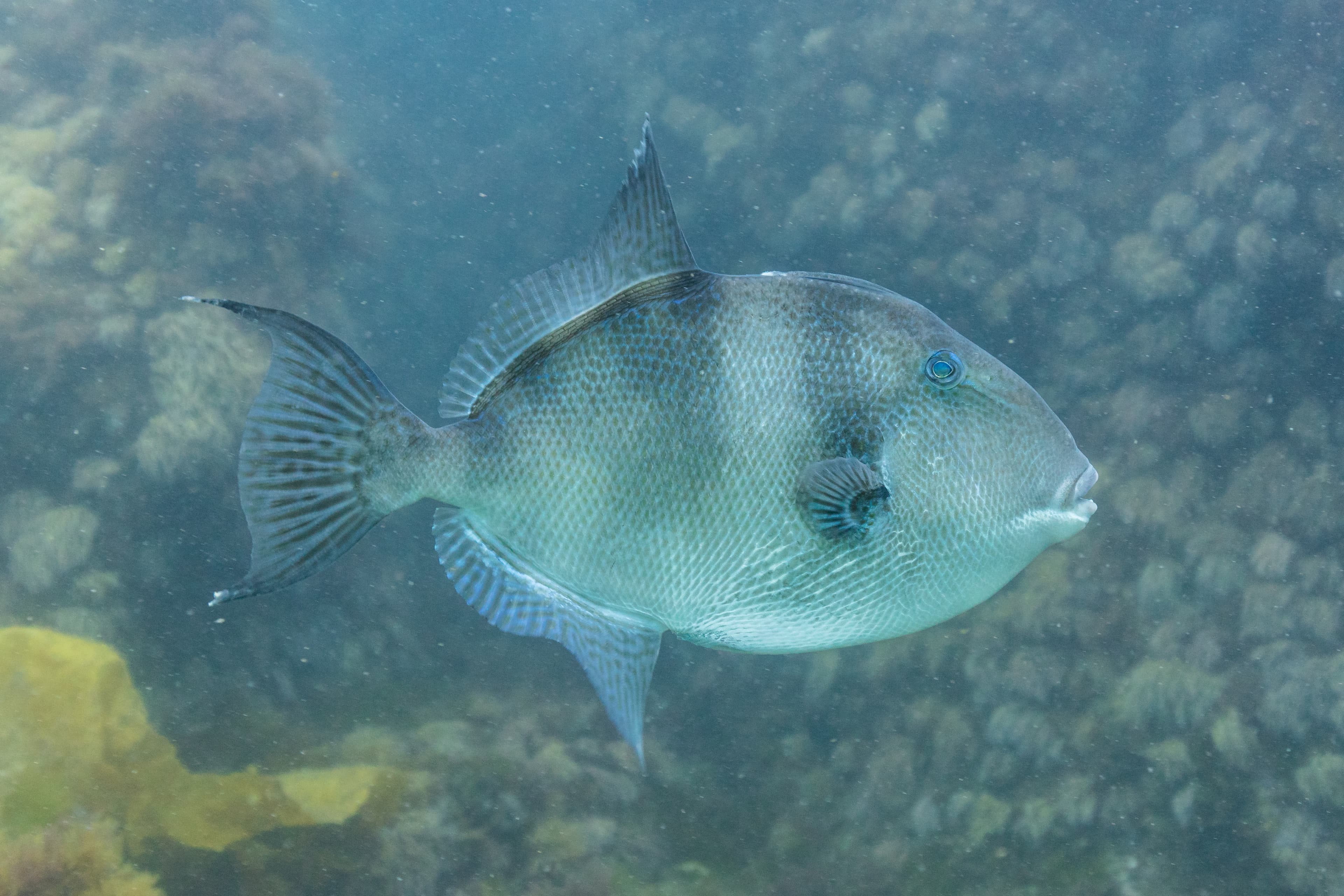 How to Catch Gray Triggerfish: The Complete Guide
