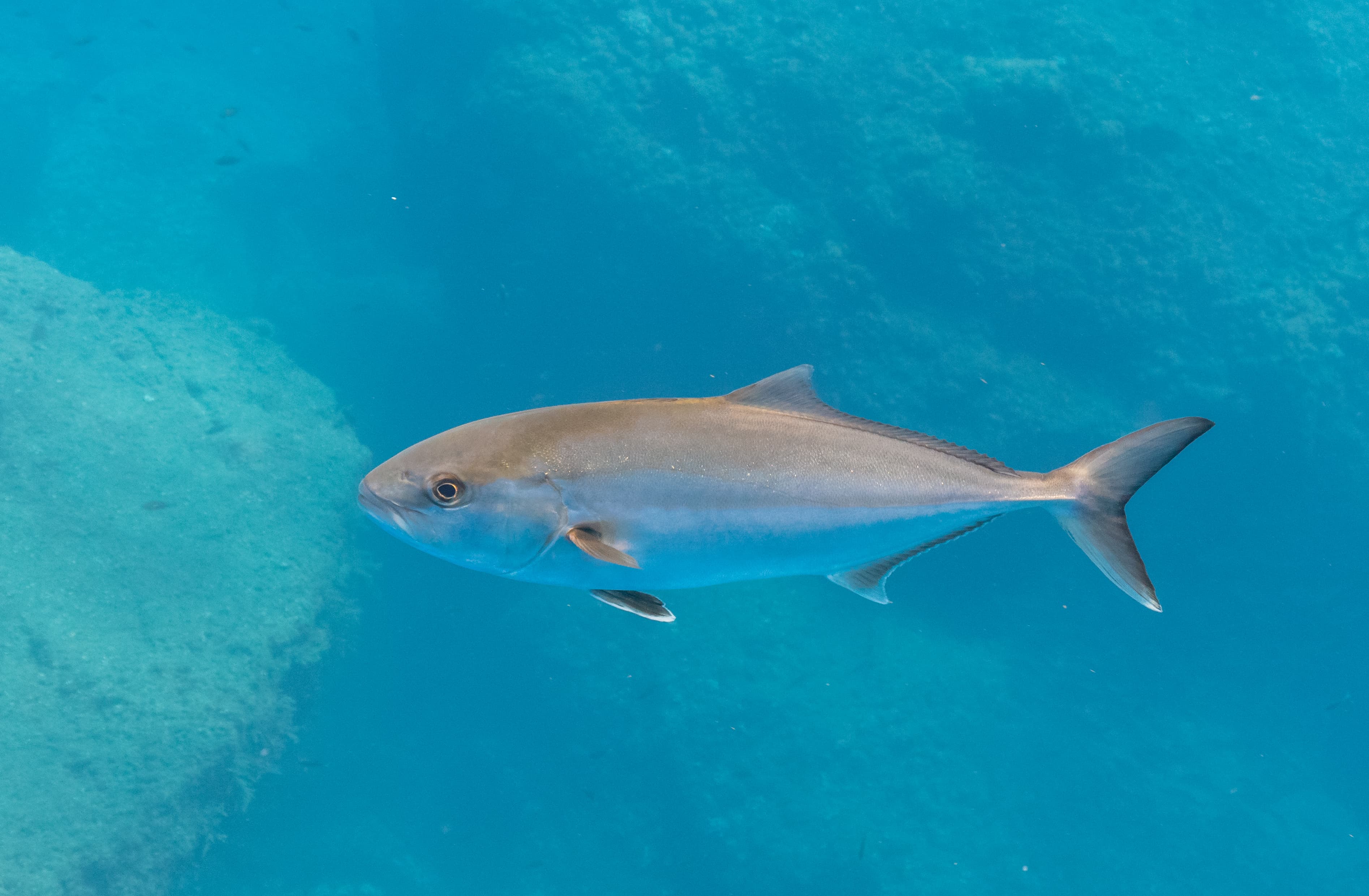 How to Catch Greater Amberjack: The Complete Guide