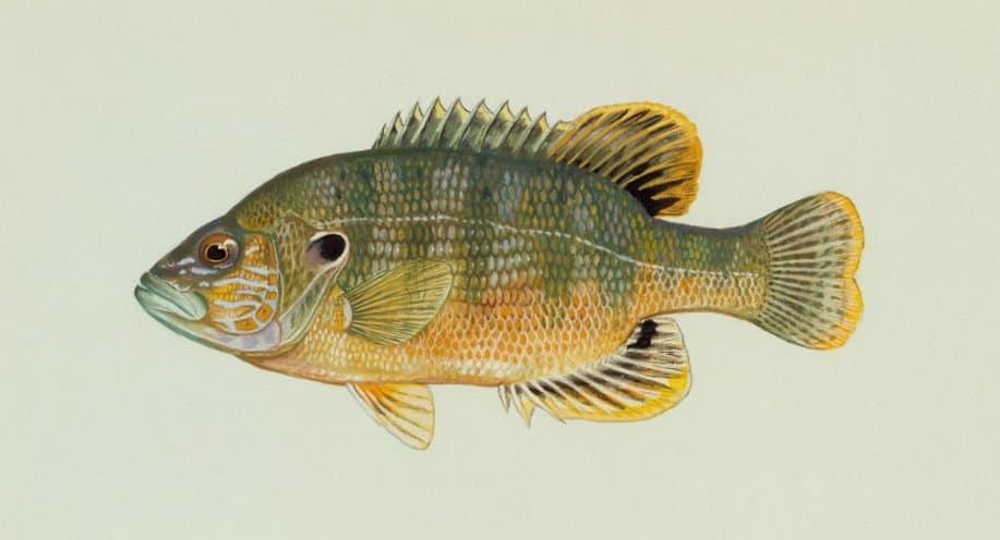 How to Catch Green Sunfish: The Complete Guide