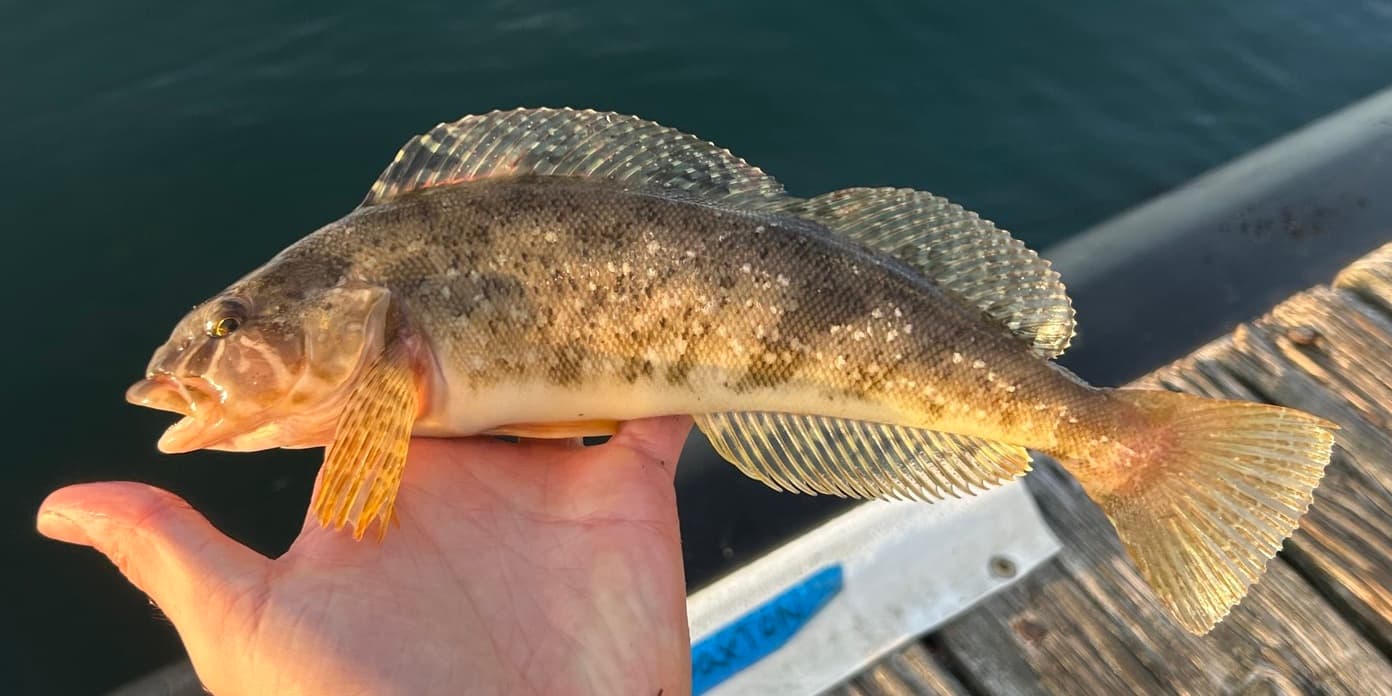 How to Catch Greenling: The Complete Angler's Guide