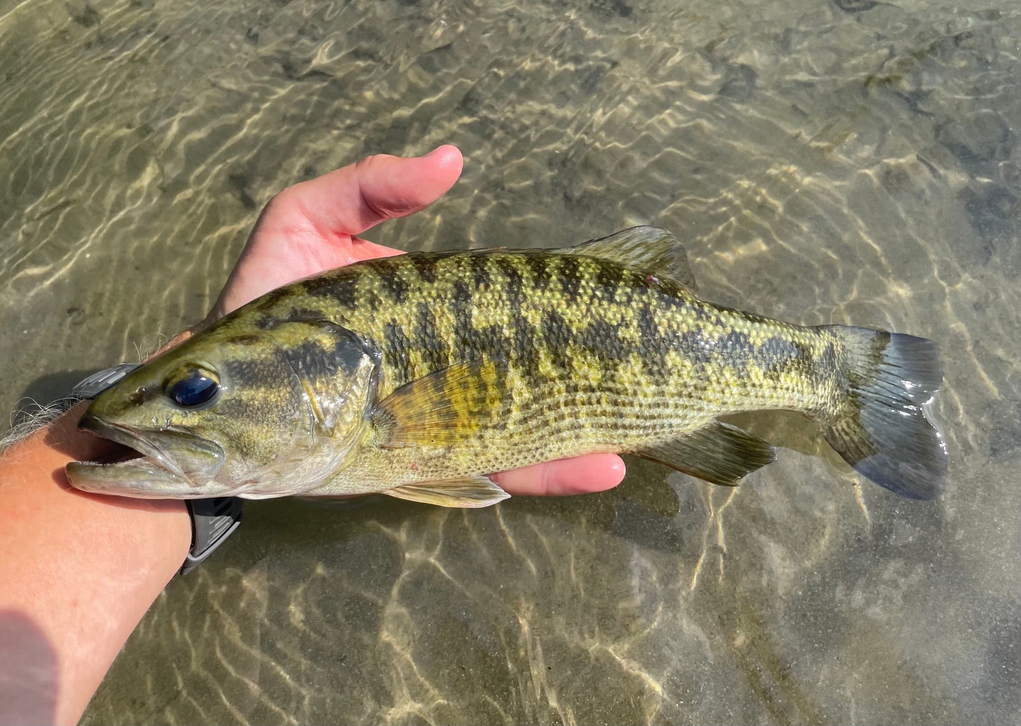 How to Catch Guadalupe Bass: The Complete Guide