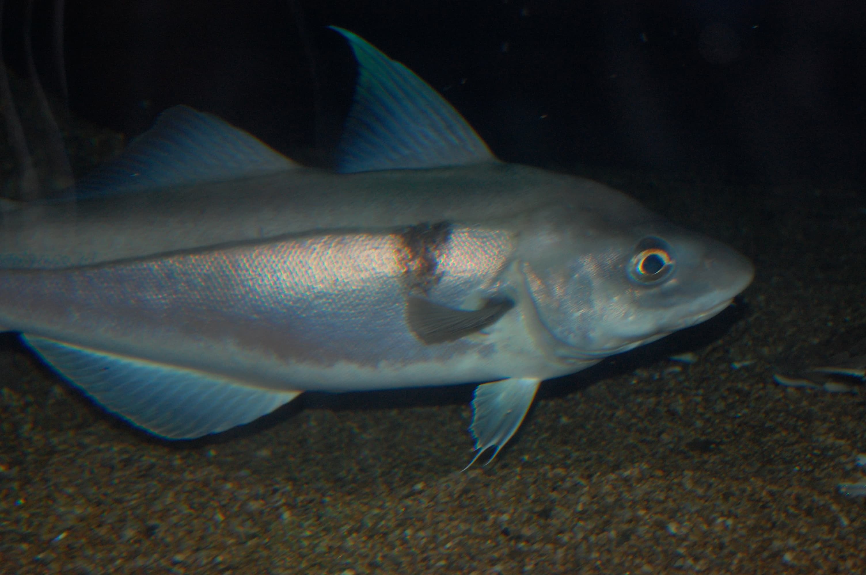 How to Catch Haddock: Rigs, Baits & Bottom Tactics