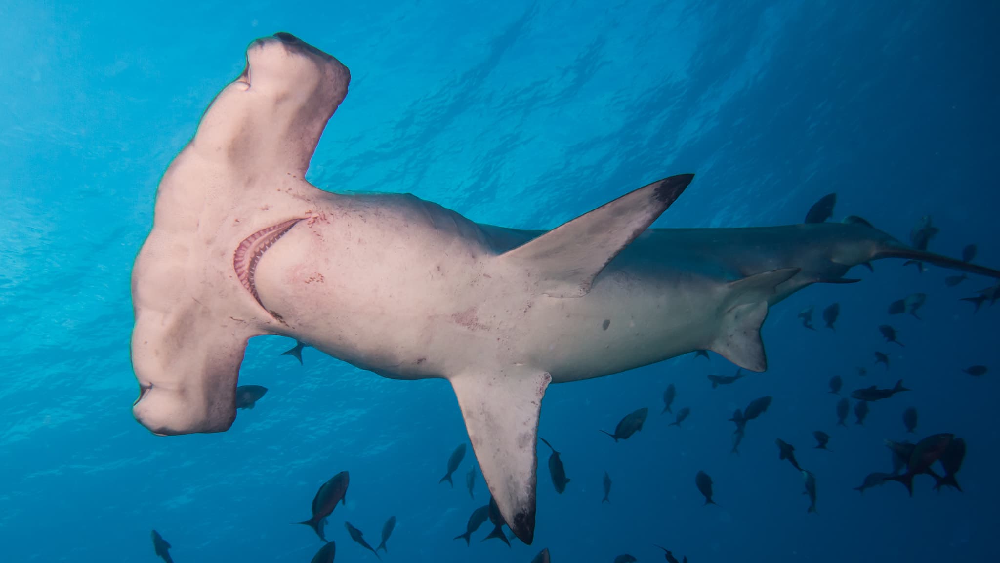 How to Catch Hammerhead Shark: The Complete Guide