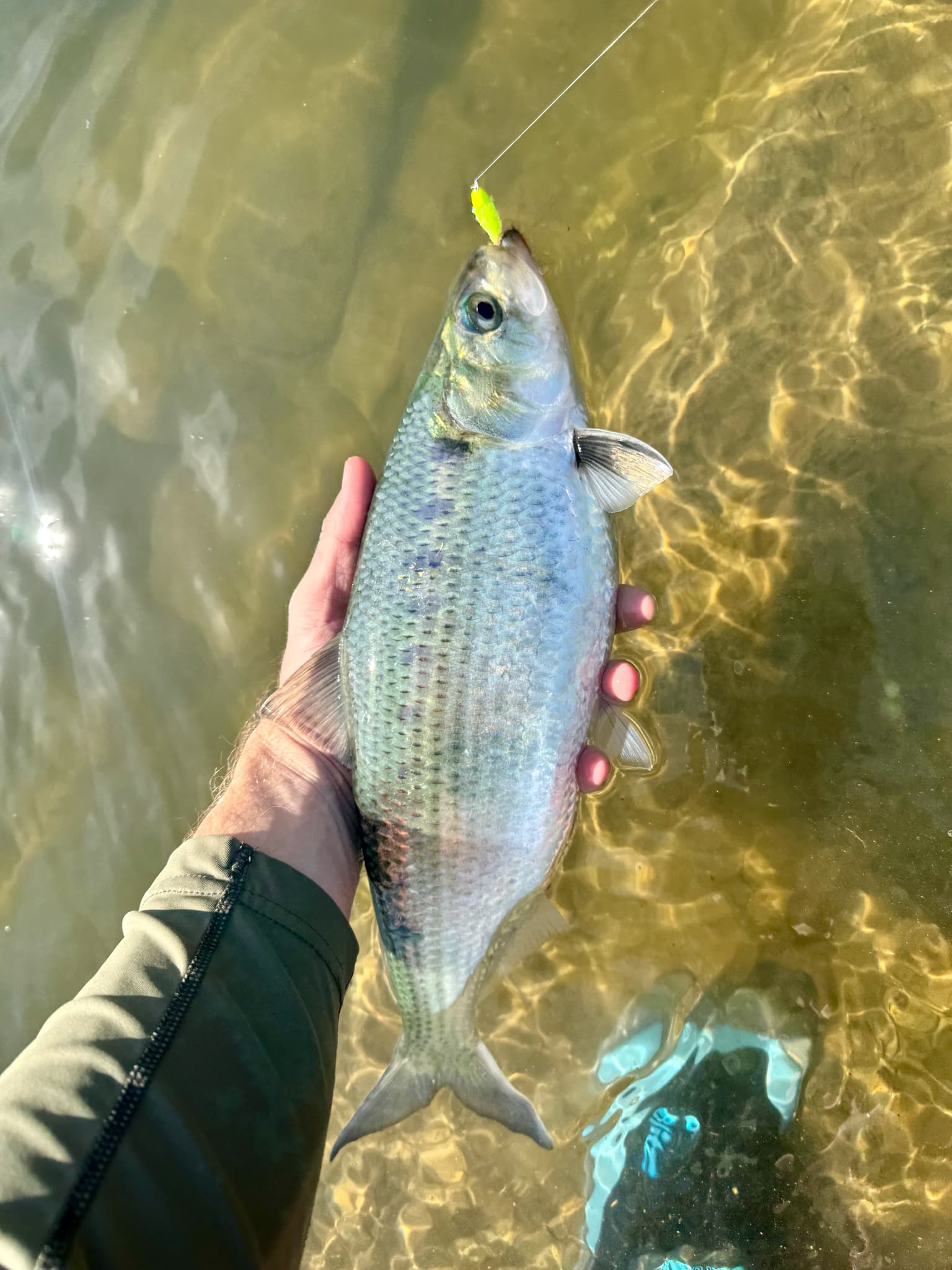 How to Catch Hickory Shad: Darts, Spoons & Tactics