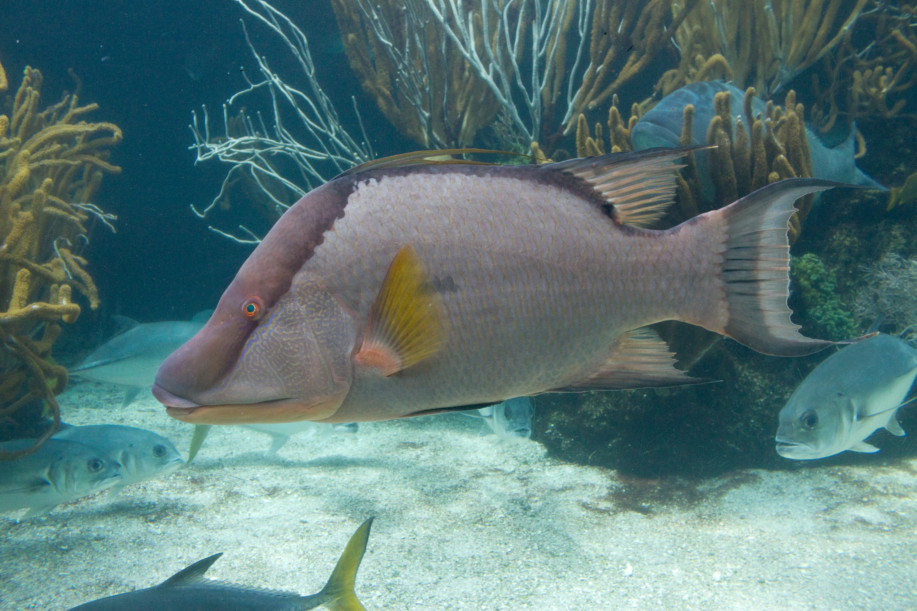 How to Catch Hogfish: The Complete Guide