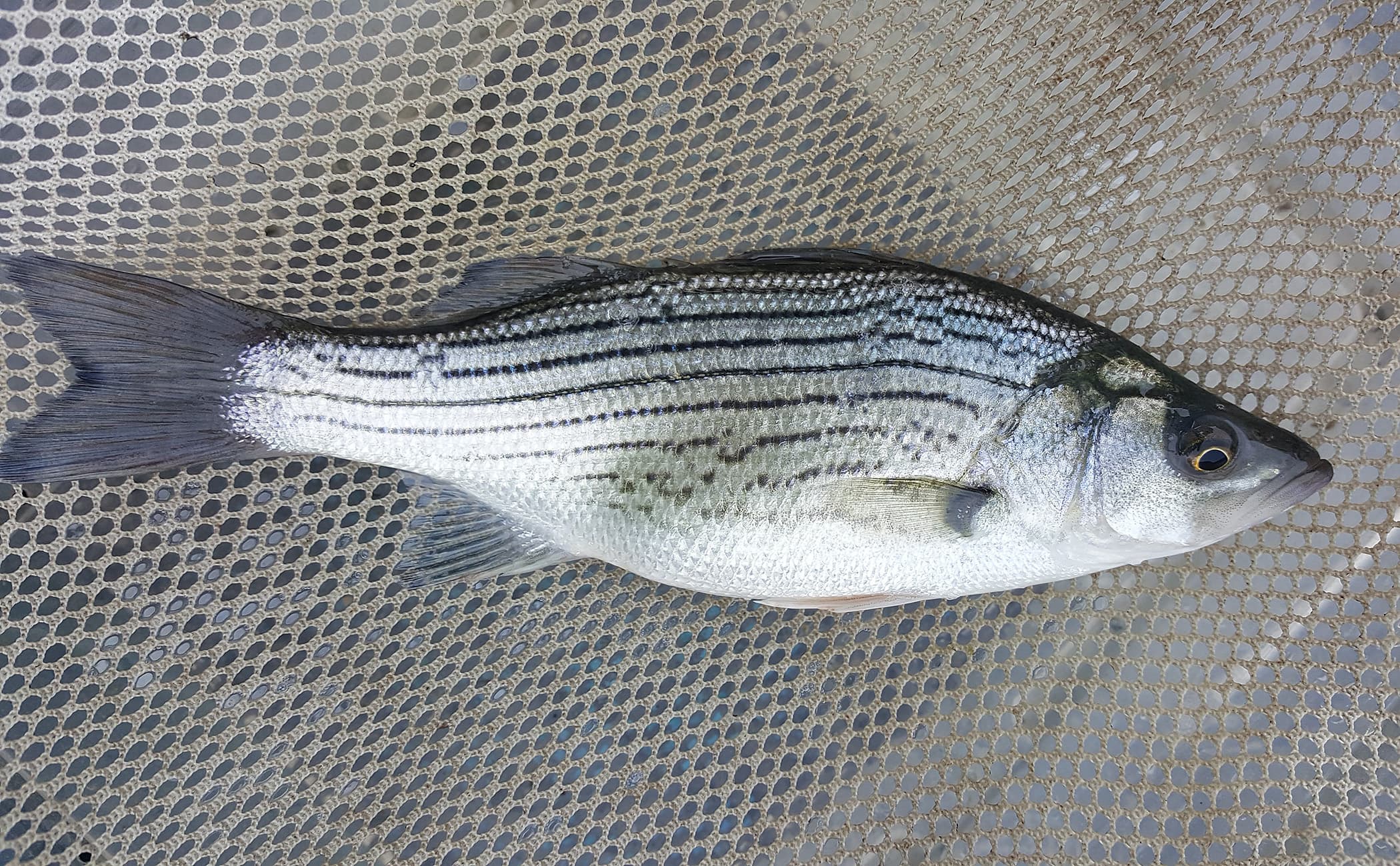 How to Catch Hybrid Striped Bass (Wiper): The Complete Guide