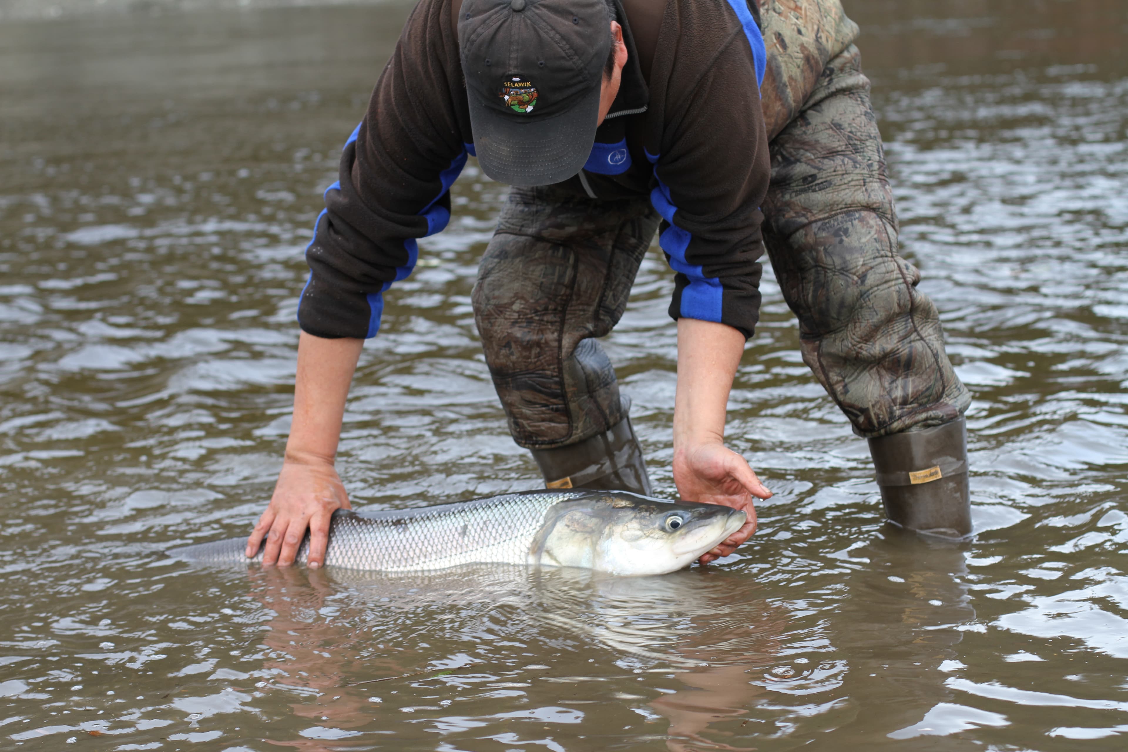 How to Catch Inconnu (Sheefish): The Complete Guide