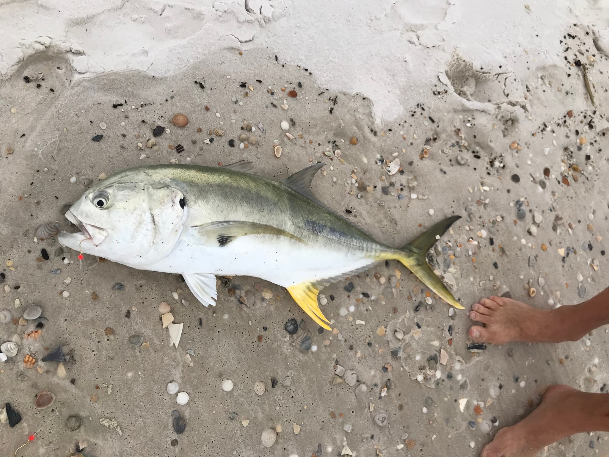 How to Catch Jack Crevalle: Bulldog Battles on Reaction Lures