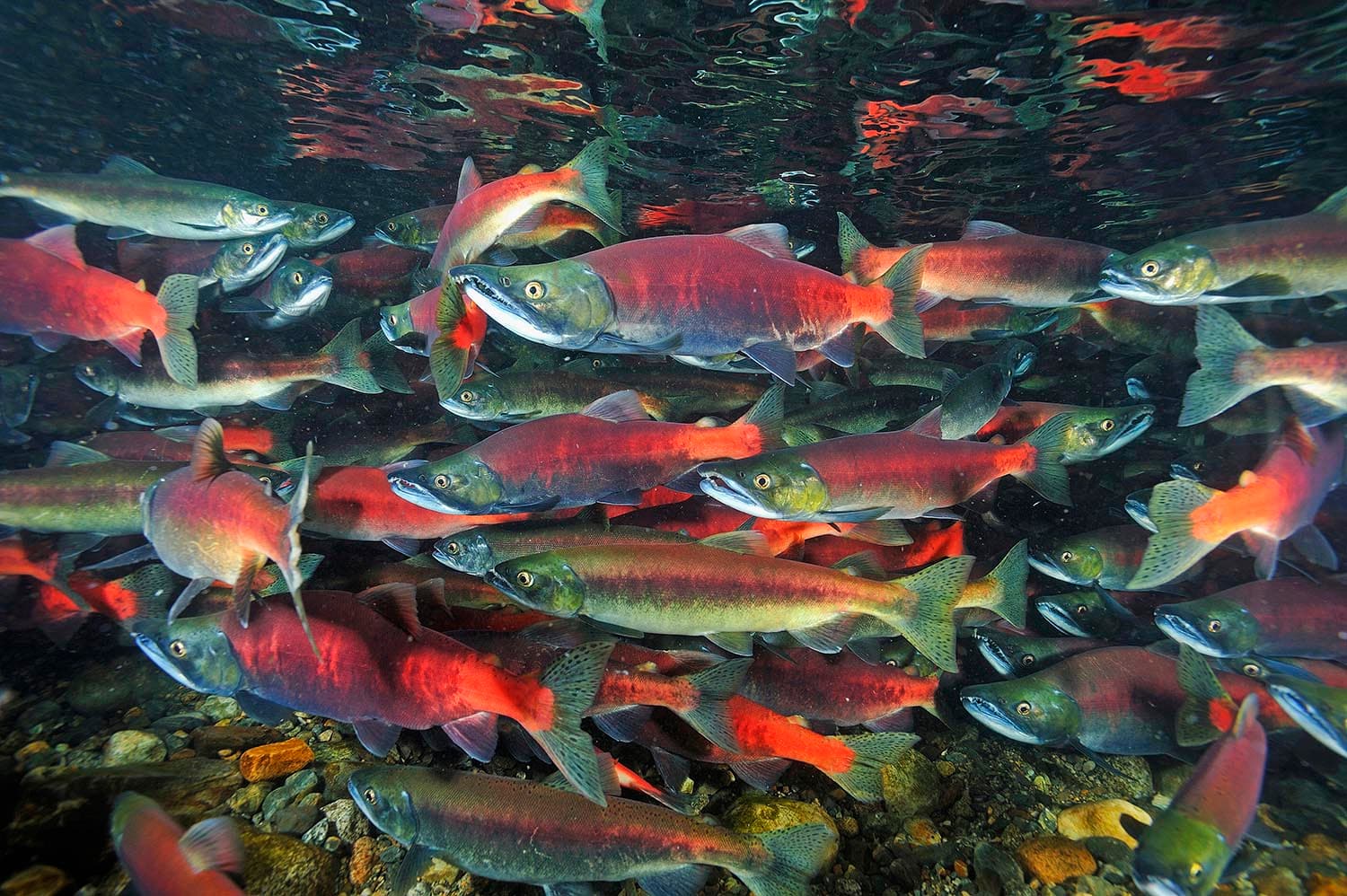 How to Catch Kokanee Salmon: The Complete Guide