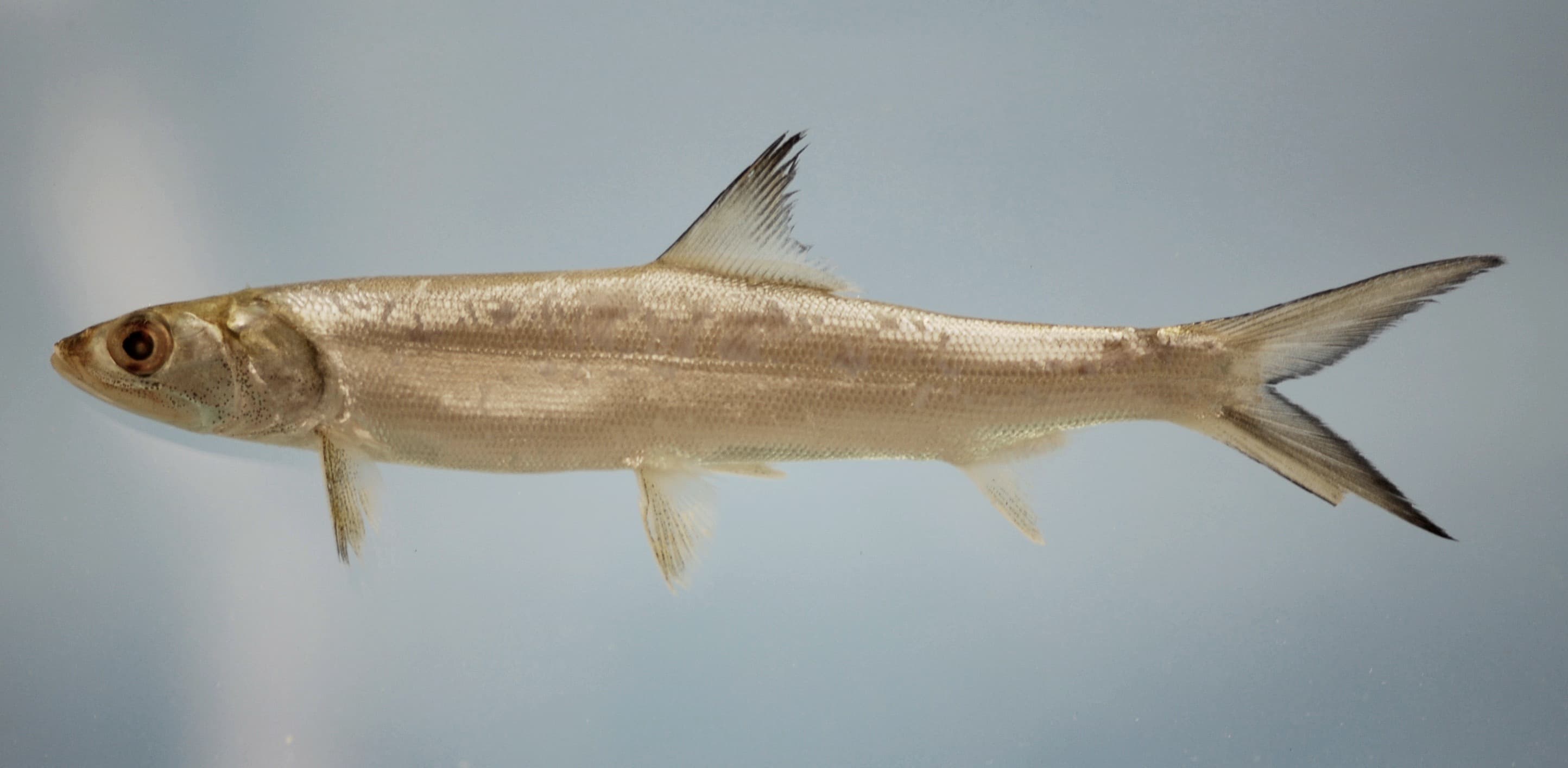 How to Catch Ladyfish: The Complete Guide