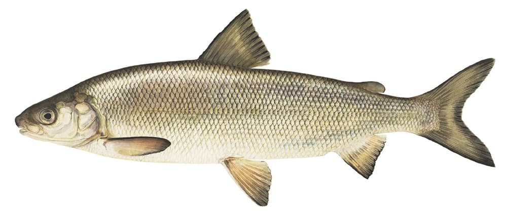 How to Catch Lake Whitefish: Jigging & Ice Fishing