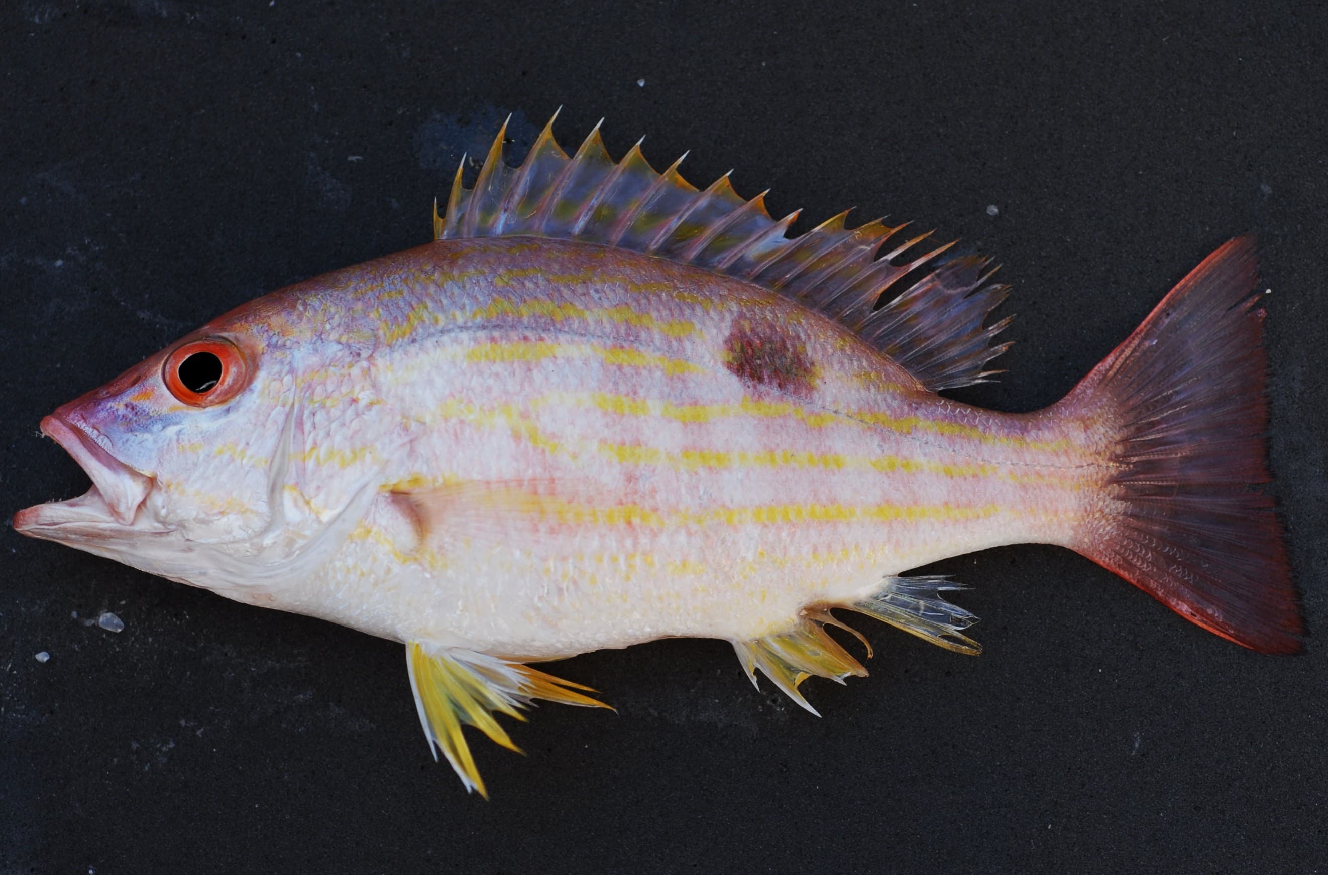 How to Catch Lane Snapper: The Complete Guide